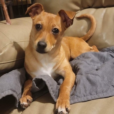 Enlarge Ember, a Adopted mixed breed in Hudson, IL image 2/3