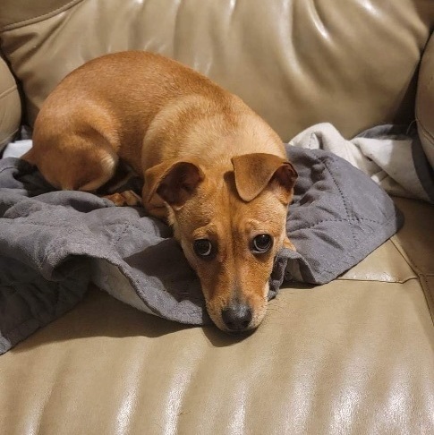 Enlarge Ember, a Adopted mixed breed in Hudson, IL image 3/3