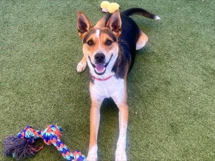 Axl, Adoptable, Adult Male Cattle Dog & Mixed Breed.