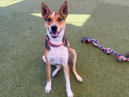 Enlarge Axl, a Adoptable mixed breed in Phoenix, AZ image 2/3