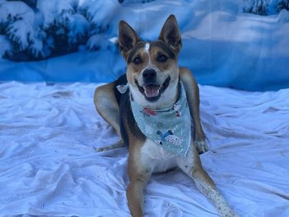 Enlarge Axl, a Adoptable mixed breed in Phoenix, AZ image 3/3