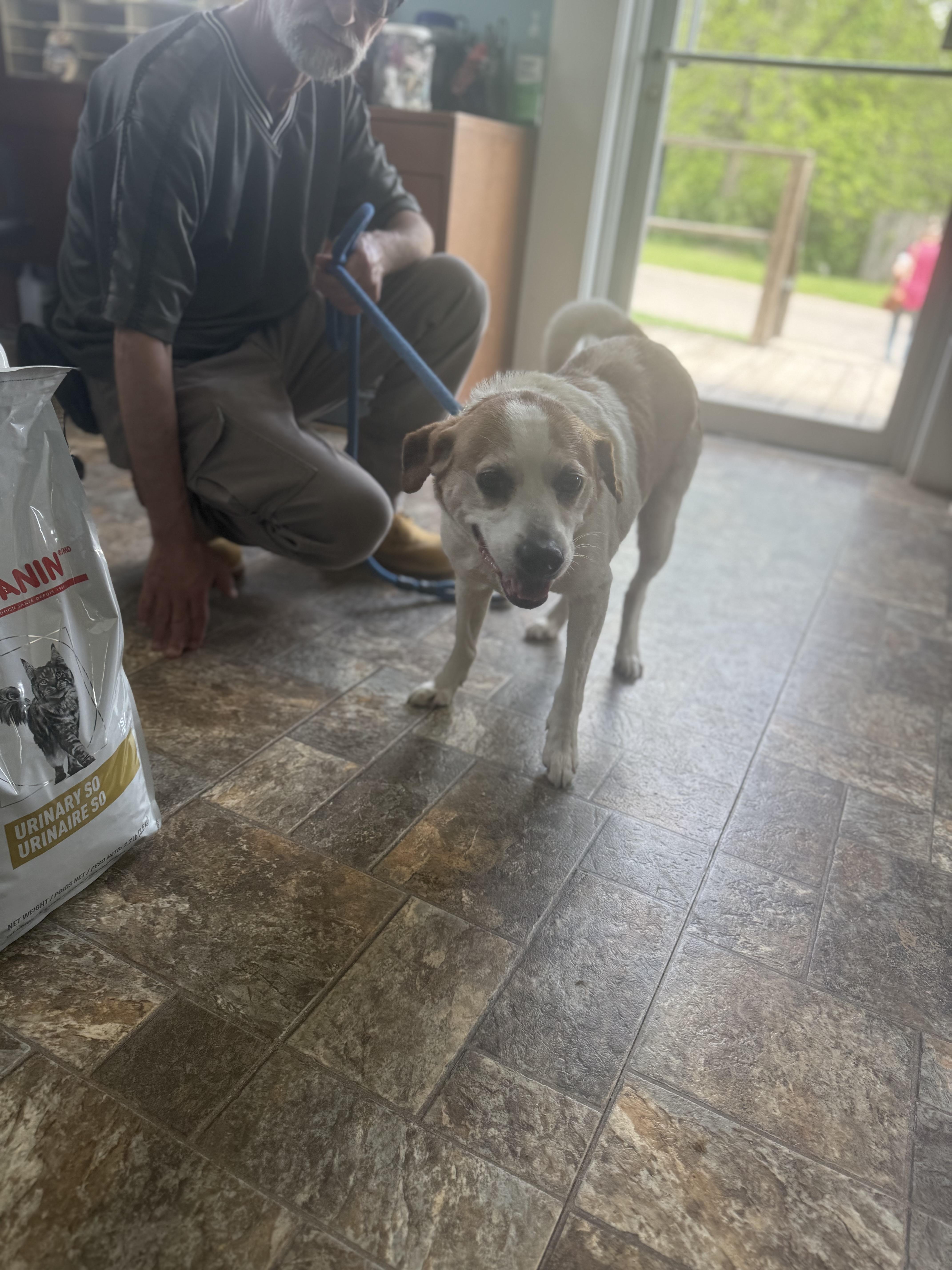 Ranger, Senior Male Beagle
