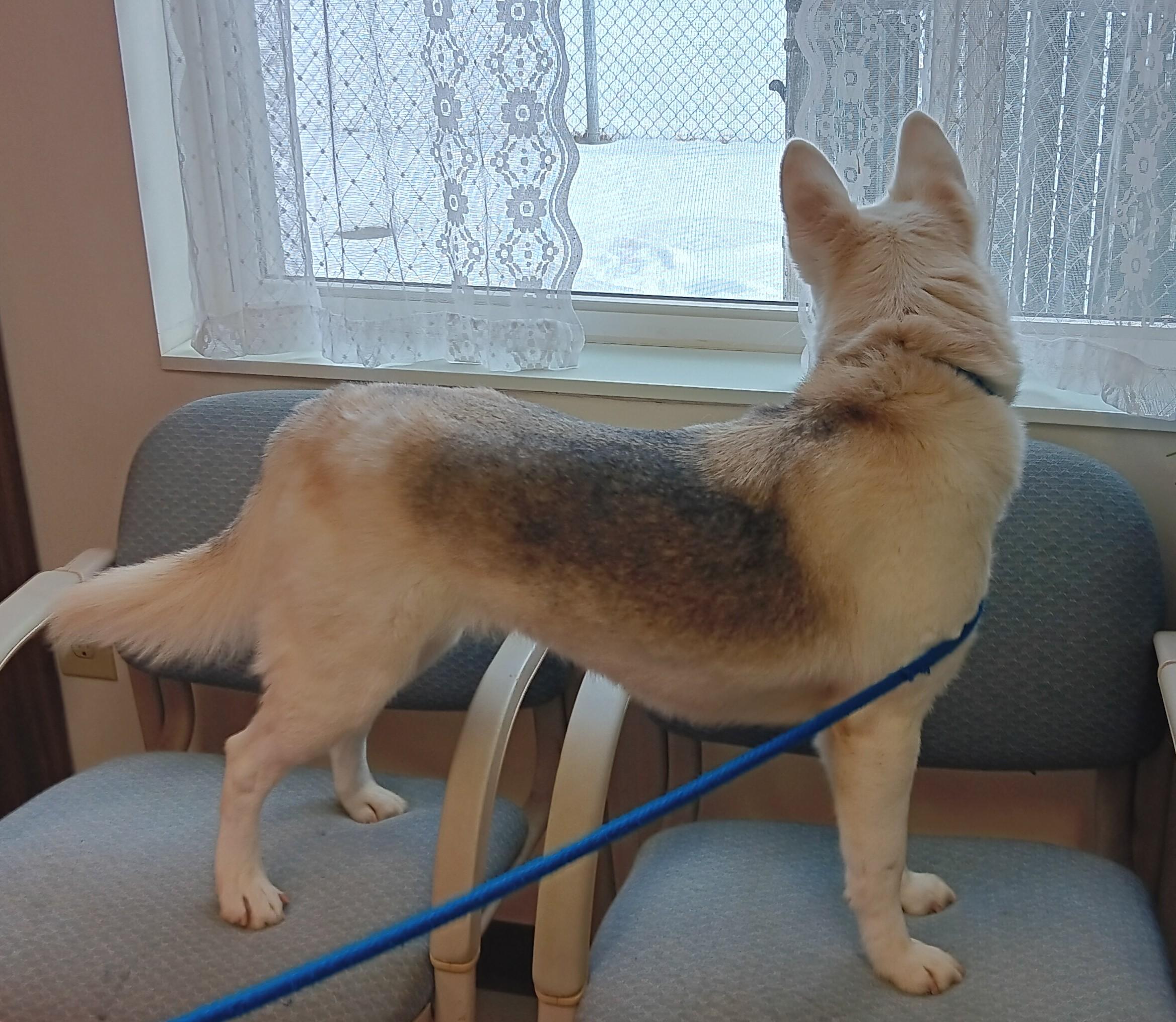 Enlarge Christine , an adopted mixed breed in Springfield, OH image 5/6