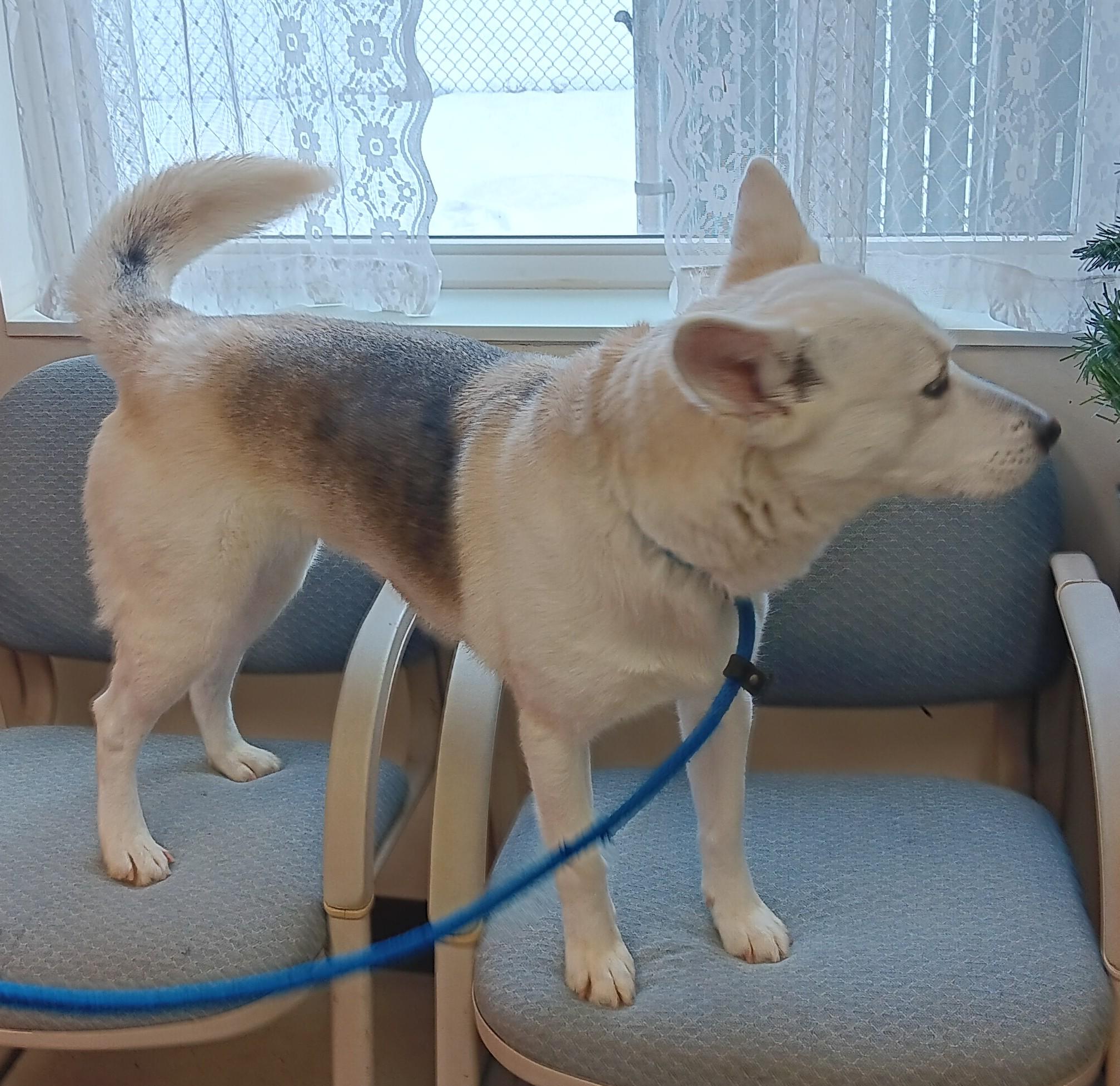 Enlarge Christine , an adopted mixed breed in Springfield, OH image 2/6