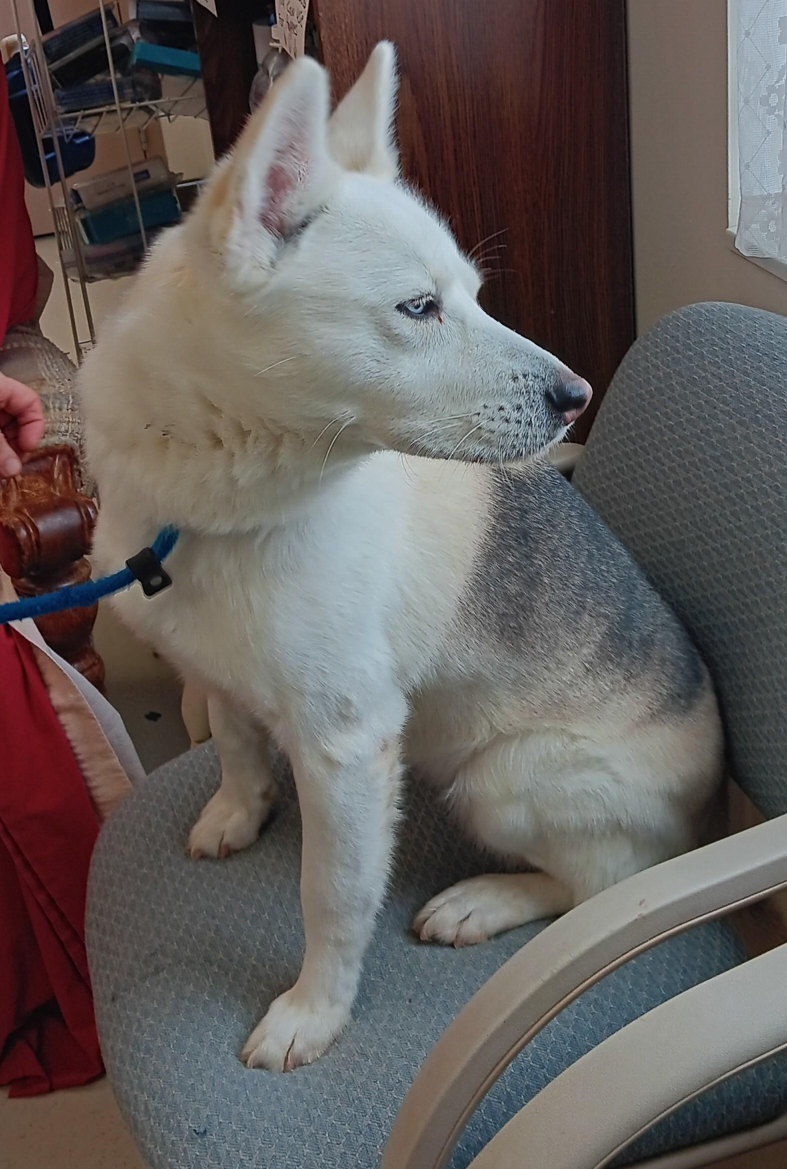 Enlarge Christine , an adopted mixed breed in Springfield, OH image 3/6