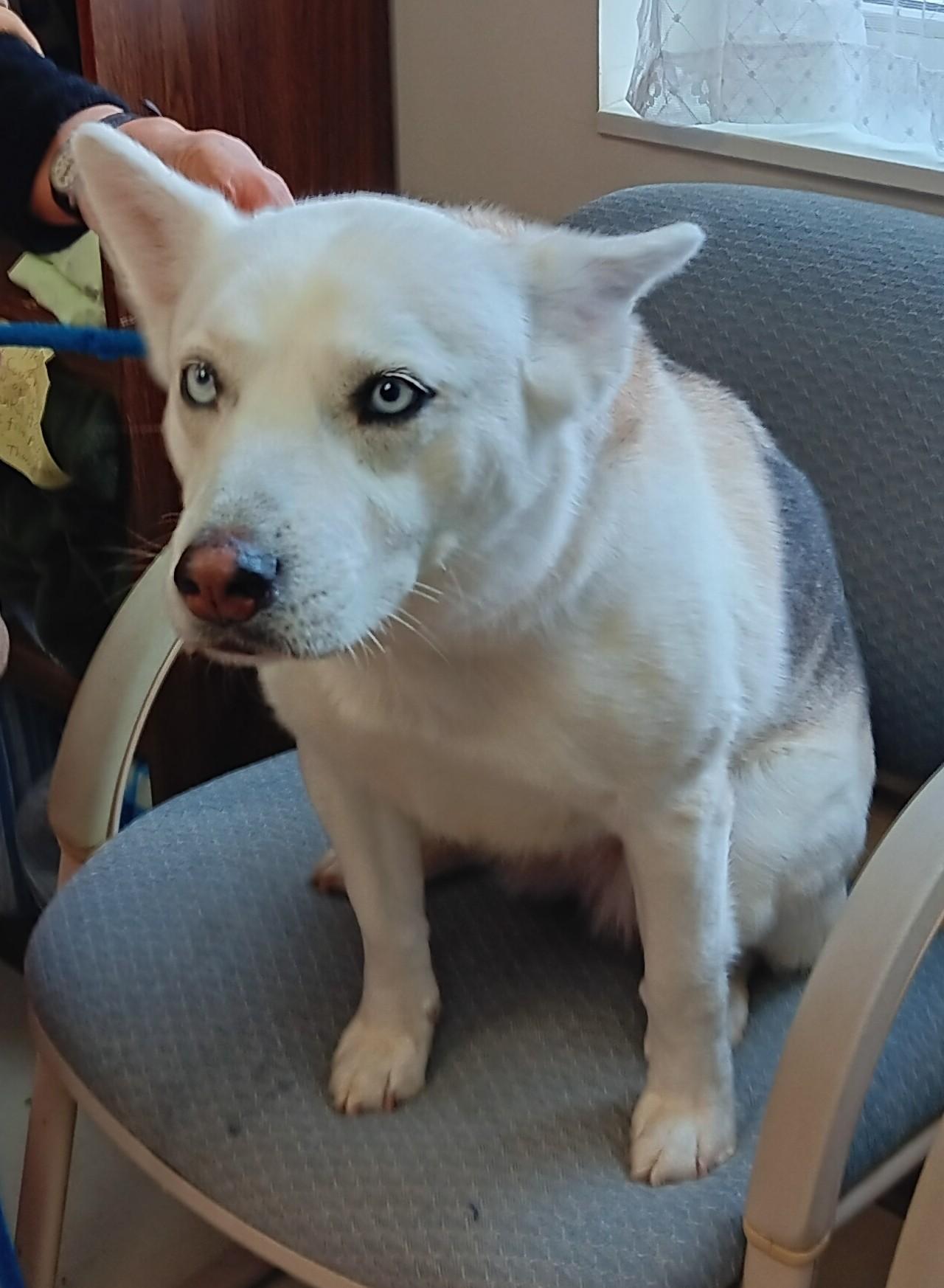 Christine , adopted, Adult Female Siberian Husky.
