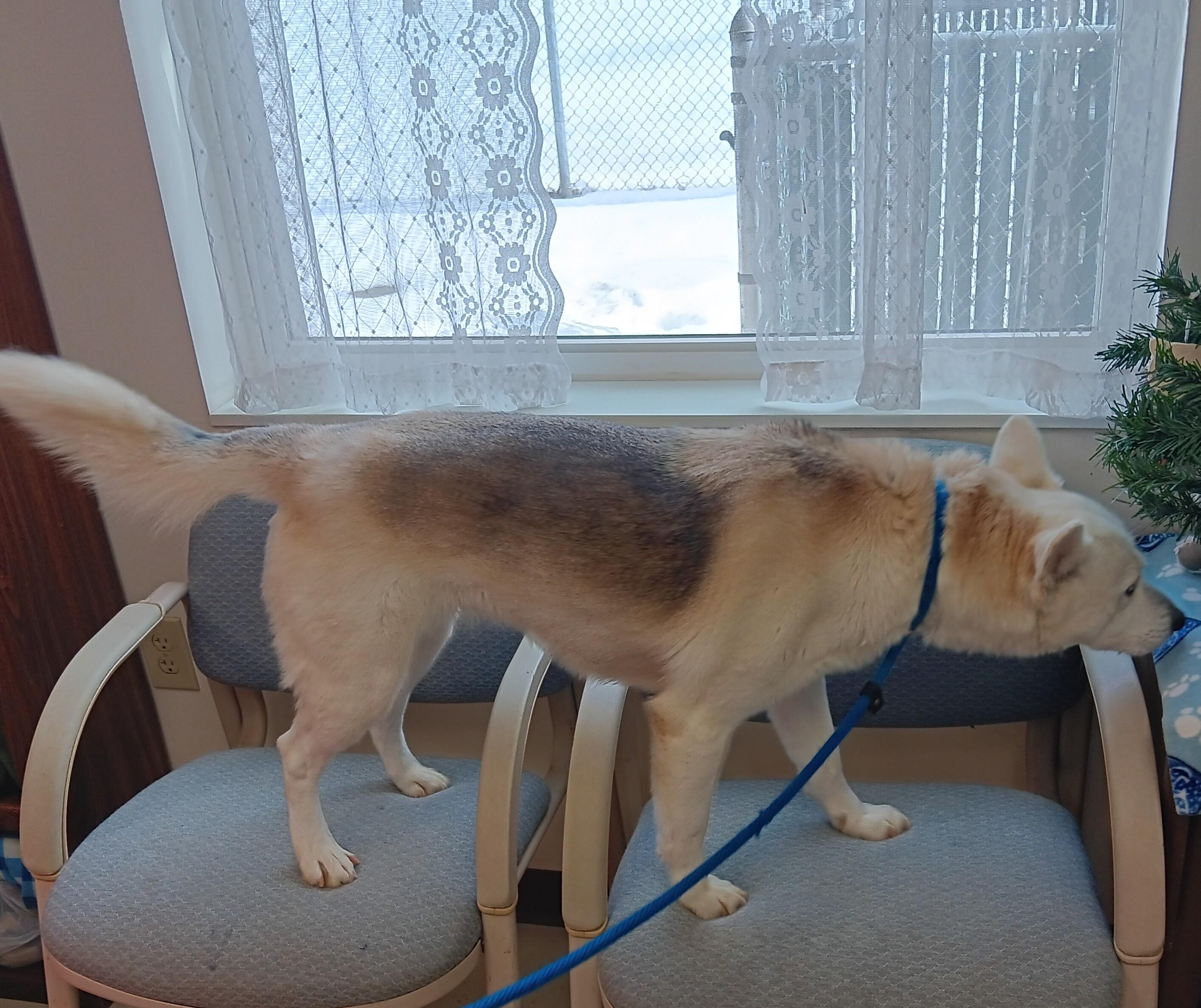 Enlarge Christine , an adopted mixed breed in Springfield, OH image 6/6