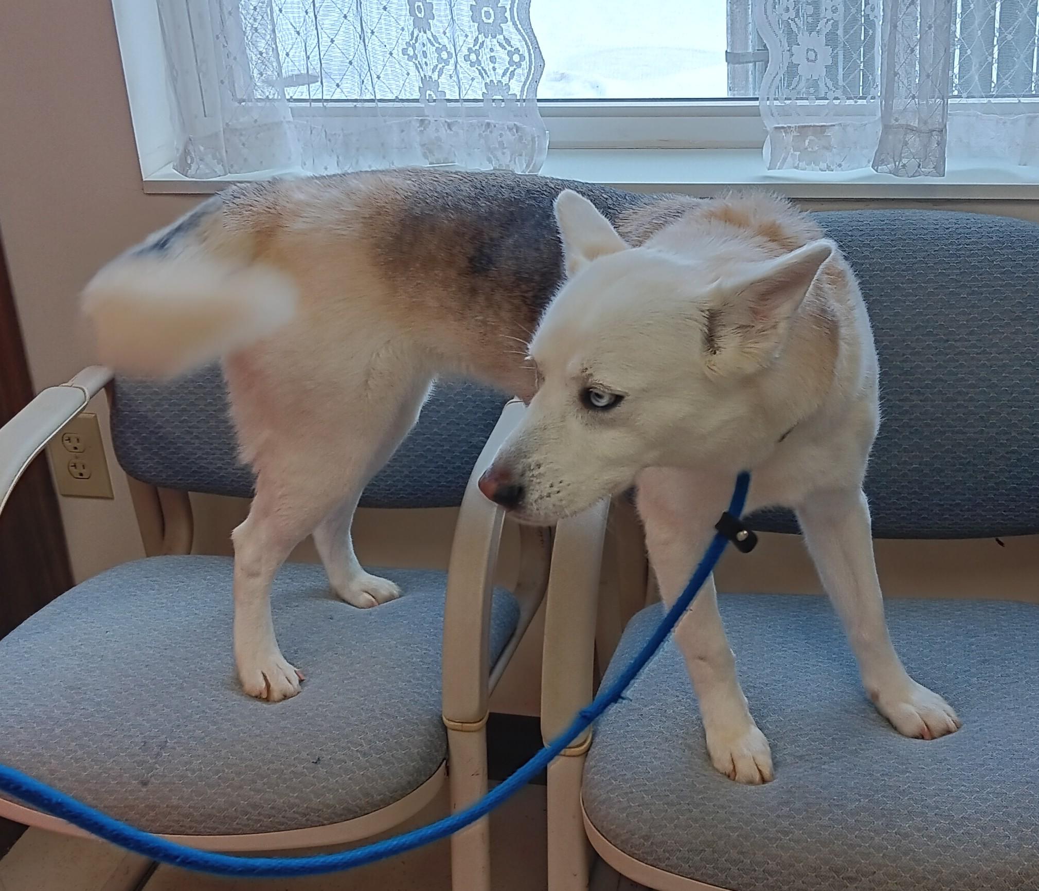 Enlarge Christine , an adopted mixed breed in Springfield, OH image 4/6