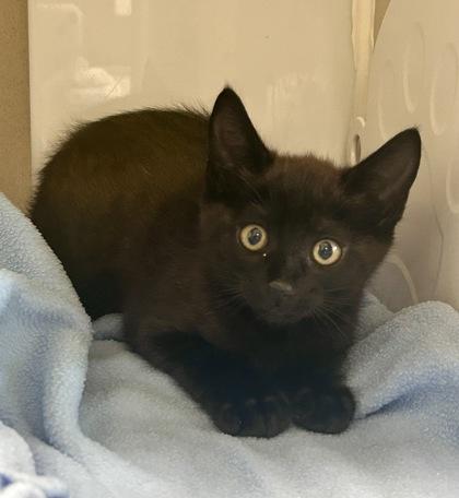 Hazelnut, Adopted, Kitten Male Domestic Short Hair & Domestic Short Hair.