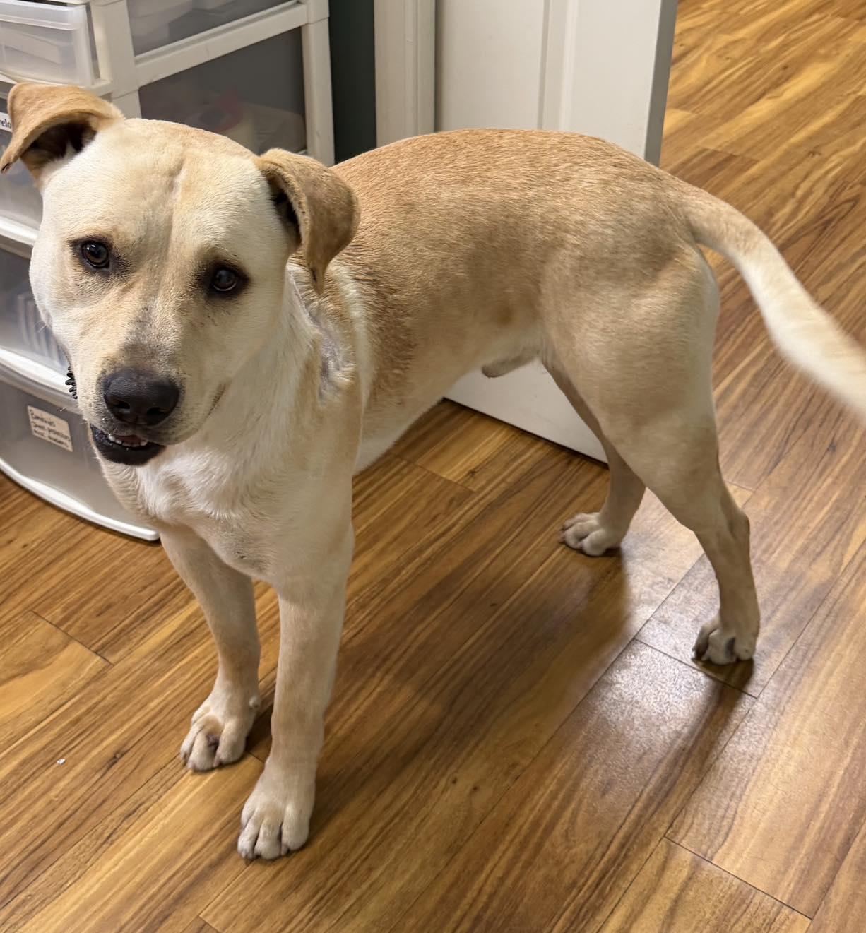 Enlarge Shamrock, a Adoptable mixed breed in Kansas City, MO image 1/5