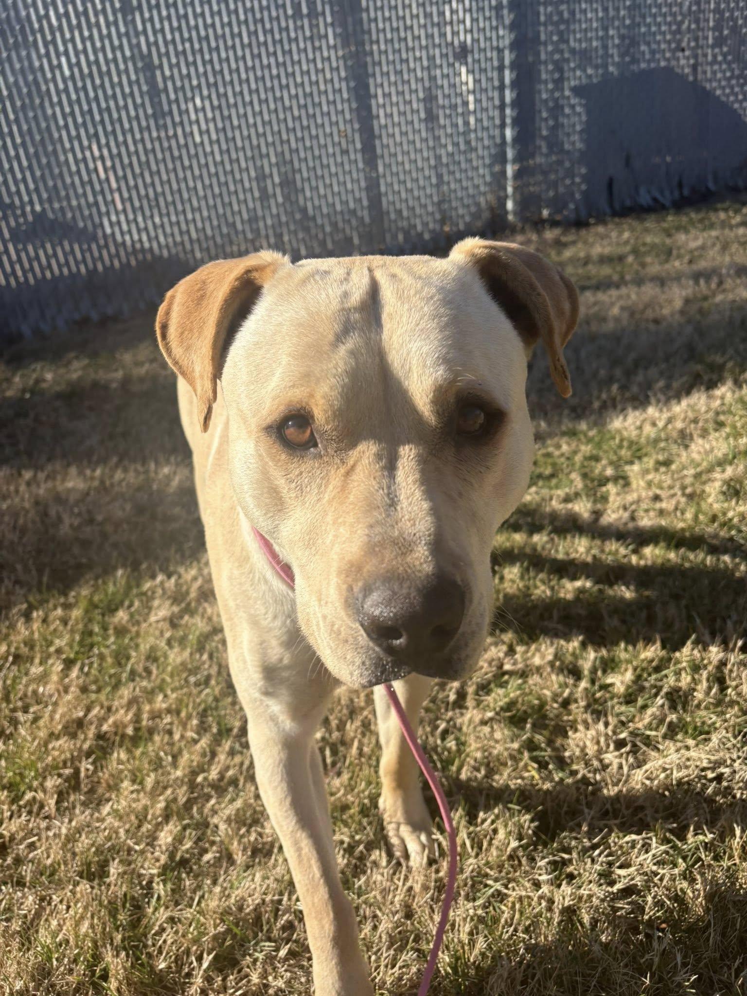 Enlarge Shamrock, a Adoptable mixed breed in Kansas City, MO image 5/5