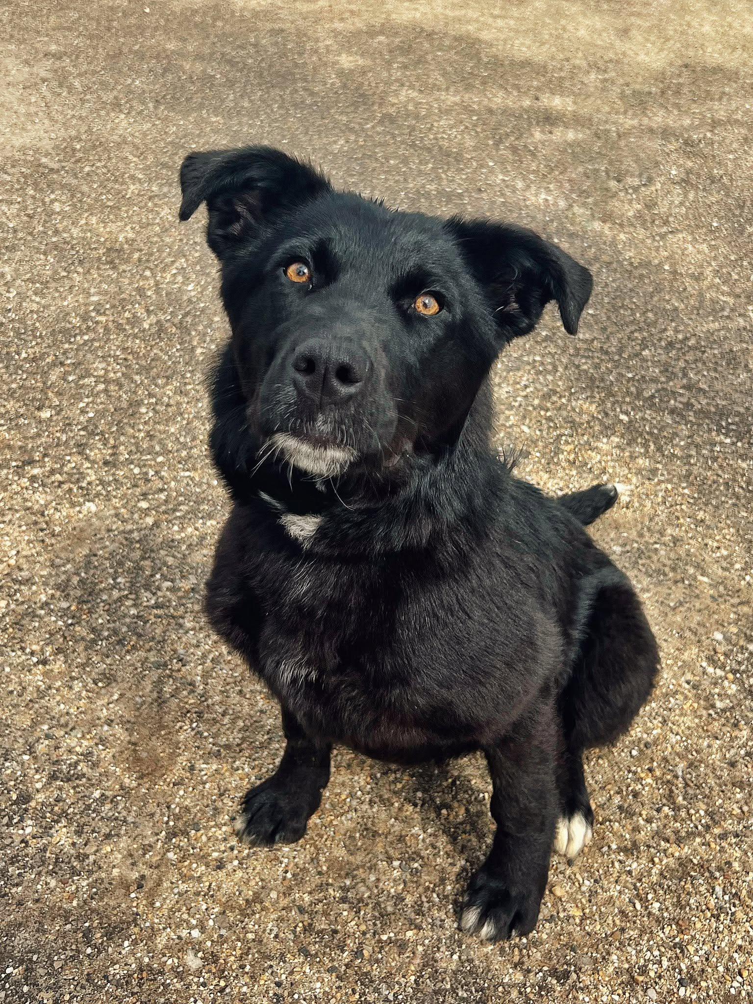 Enlarge Juno, a ADOPTABLE mixed breed in Peace River, AB image 1/1