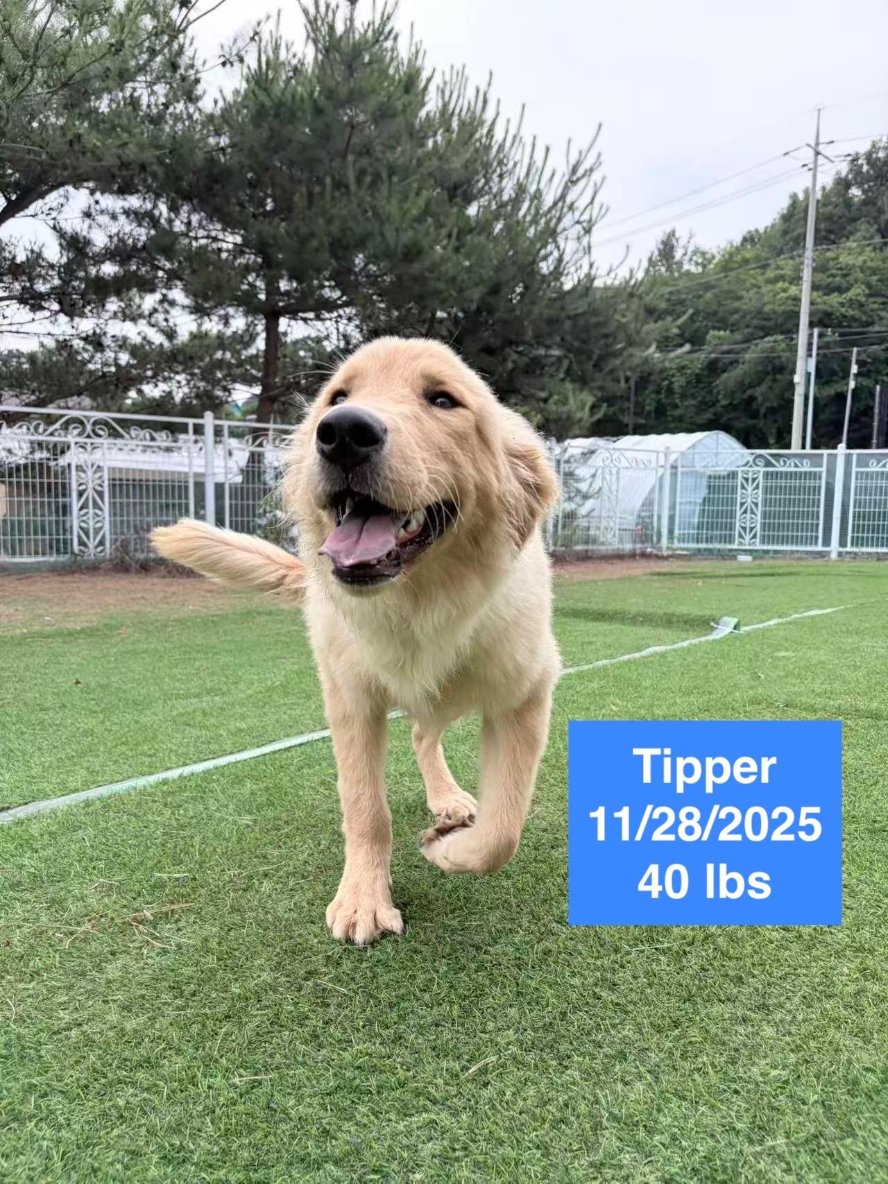 Tipper, a ADOPTABLE Golden Retriever in West Hollywood, CA image 1/6