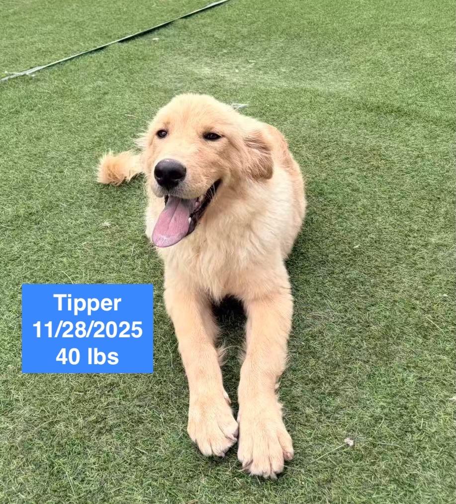 Tipper, a ADOPTABLE Golden Retriever in West Hollywood, CA image 3/6