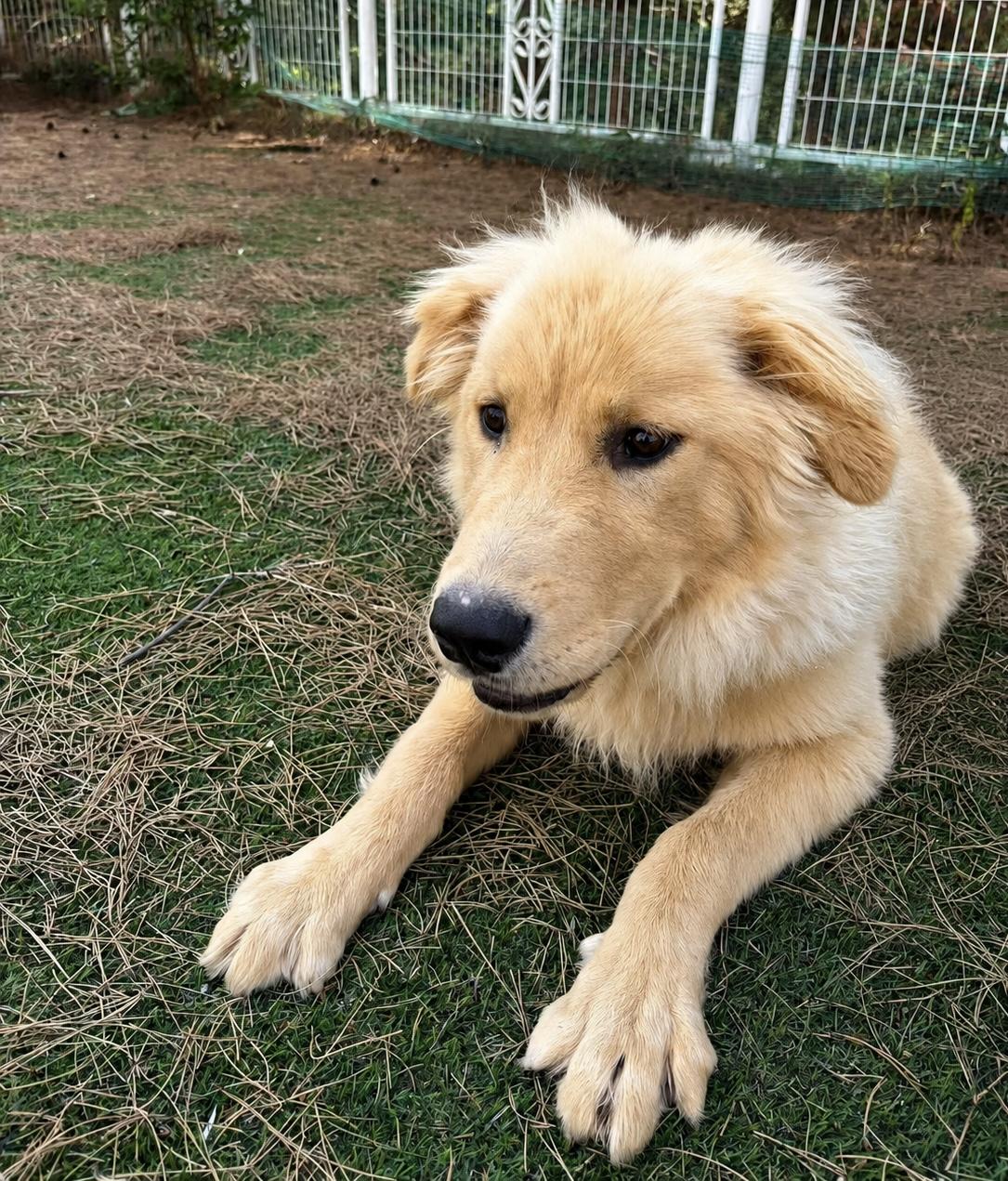 Tipper, a ADOPTABLE Golden Retriever in West Hollywood, CA image 2/6
