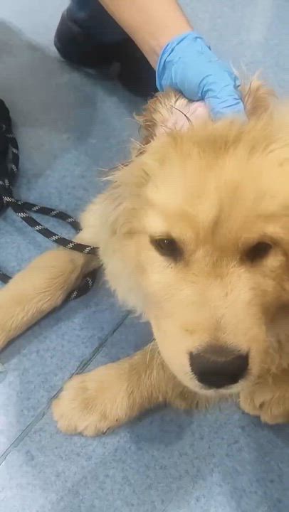 Enlarge Tipper, a ADOPTABLE Golden Retriever in West Hollywood, CA video 4/6