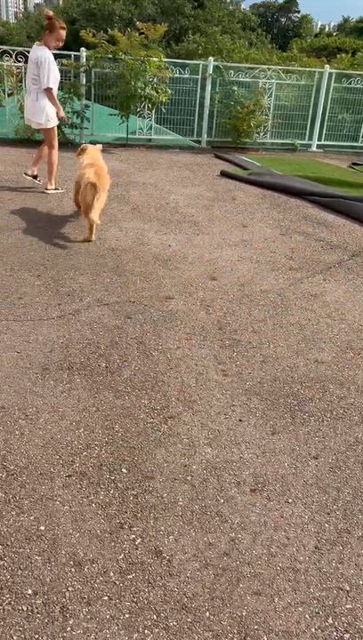 Enlarge Tipper, a ADOPTABLE Golden Retriever in West Hollywood, CA video 6/6