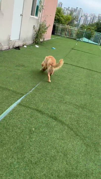 Enlarge Tipper, a ADOPTABLE Golden Retriever in West Hollywood, CA video 5/6
