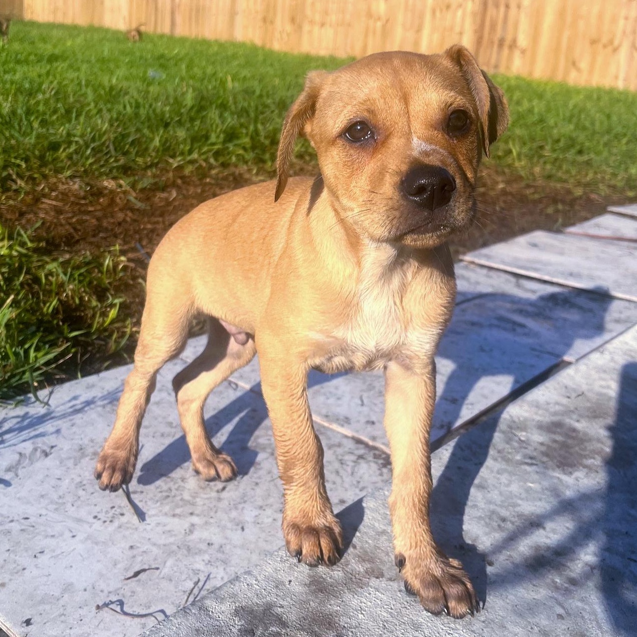 Enlarge Boyd, an adopted mixed breed in Bedminster, NJ image 2/6