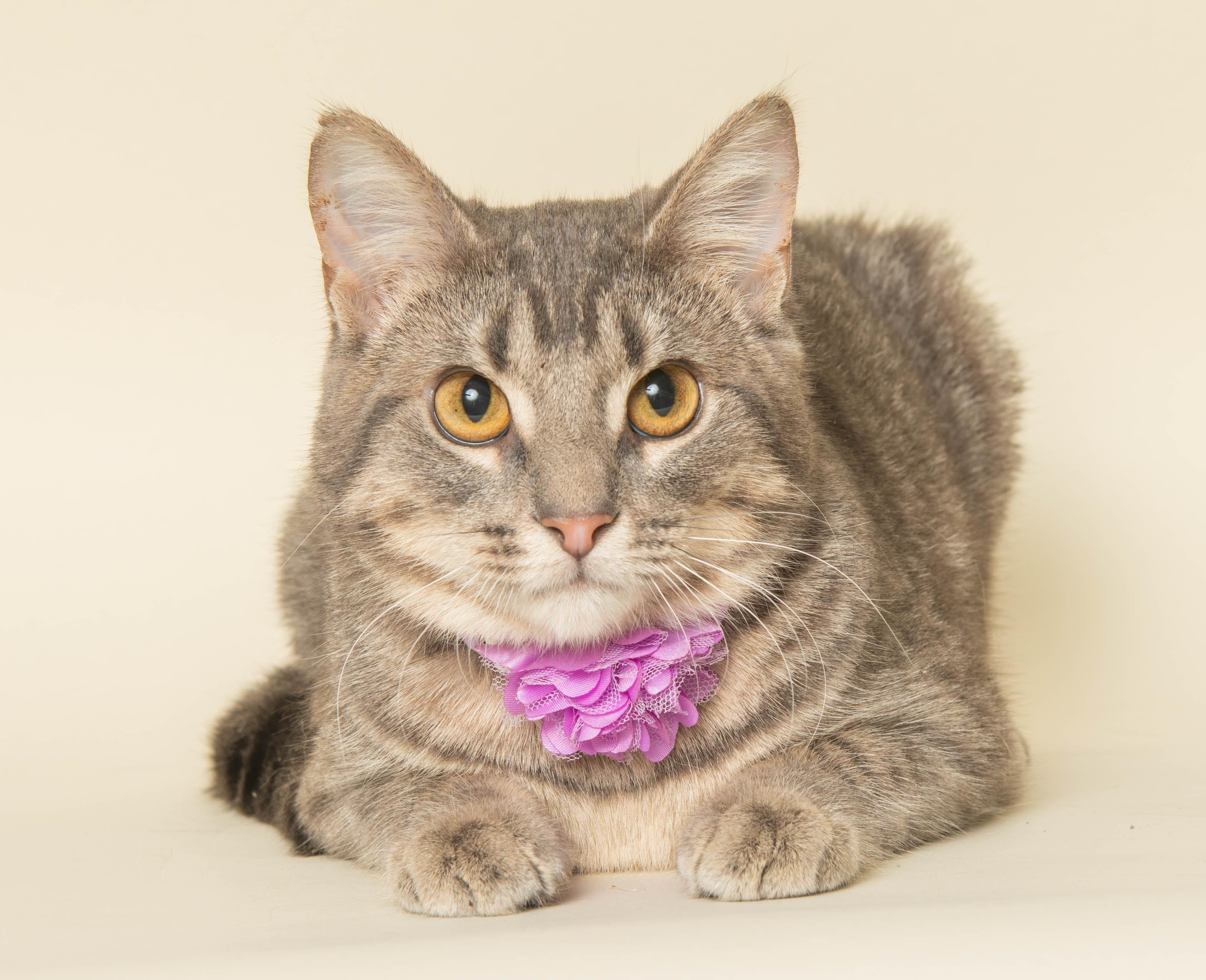 Enlarge LAVENDER, a ADOPTABLE Domestic Short Hair in Wyandotte, MI image 1/1