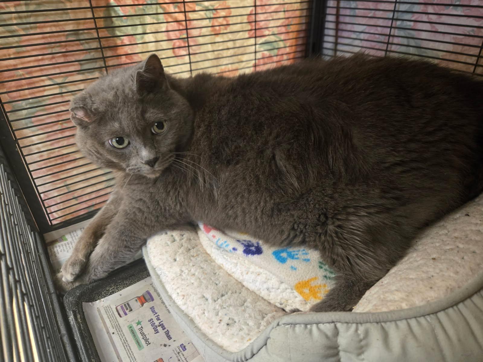 Roxy, an adoptable Domestic Short Hair in Muncie, IN_image-1