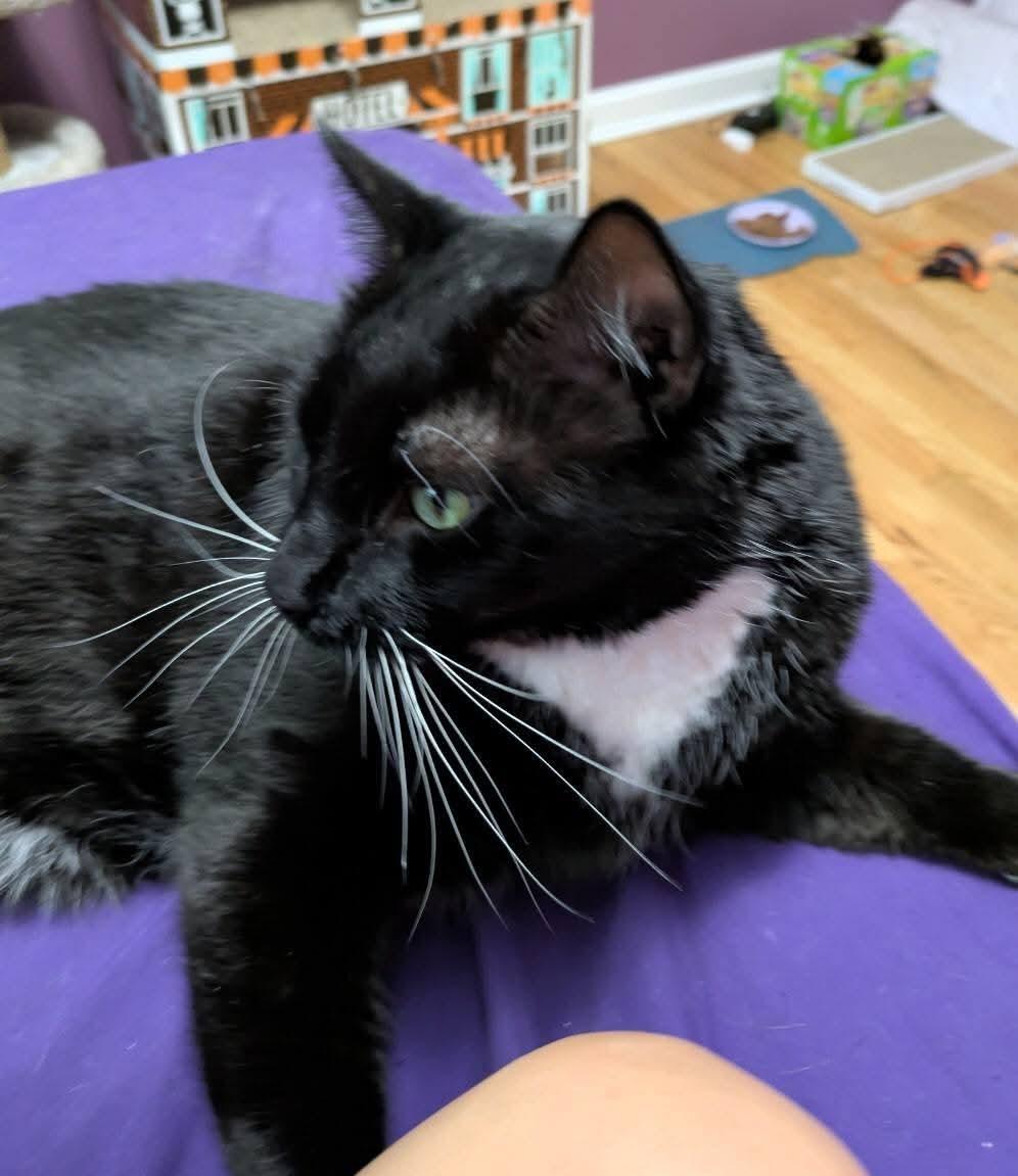 James Bond, an adoptable Domestic Short Hair in Carnegie, PA, 15106 | Photo Image 6