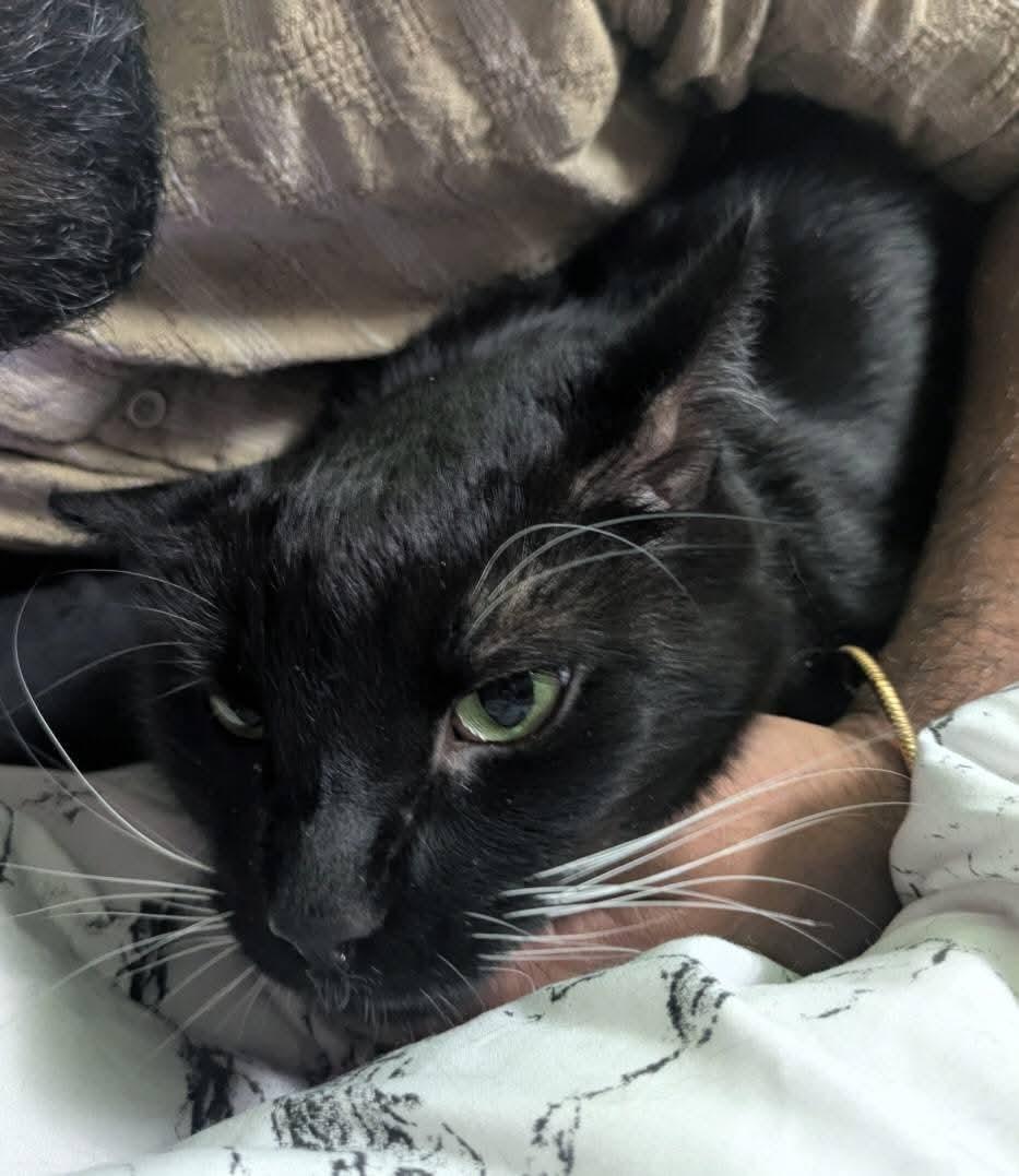 James Bond, an adoptable Domestic Short Hair in Carnegie, PA, 15106 | Photo Image 4