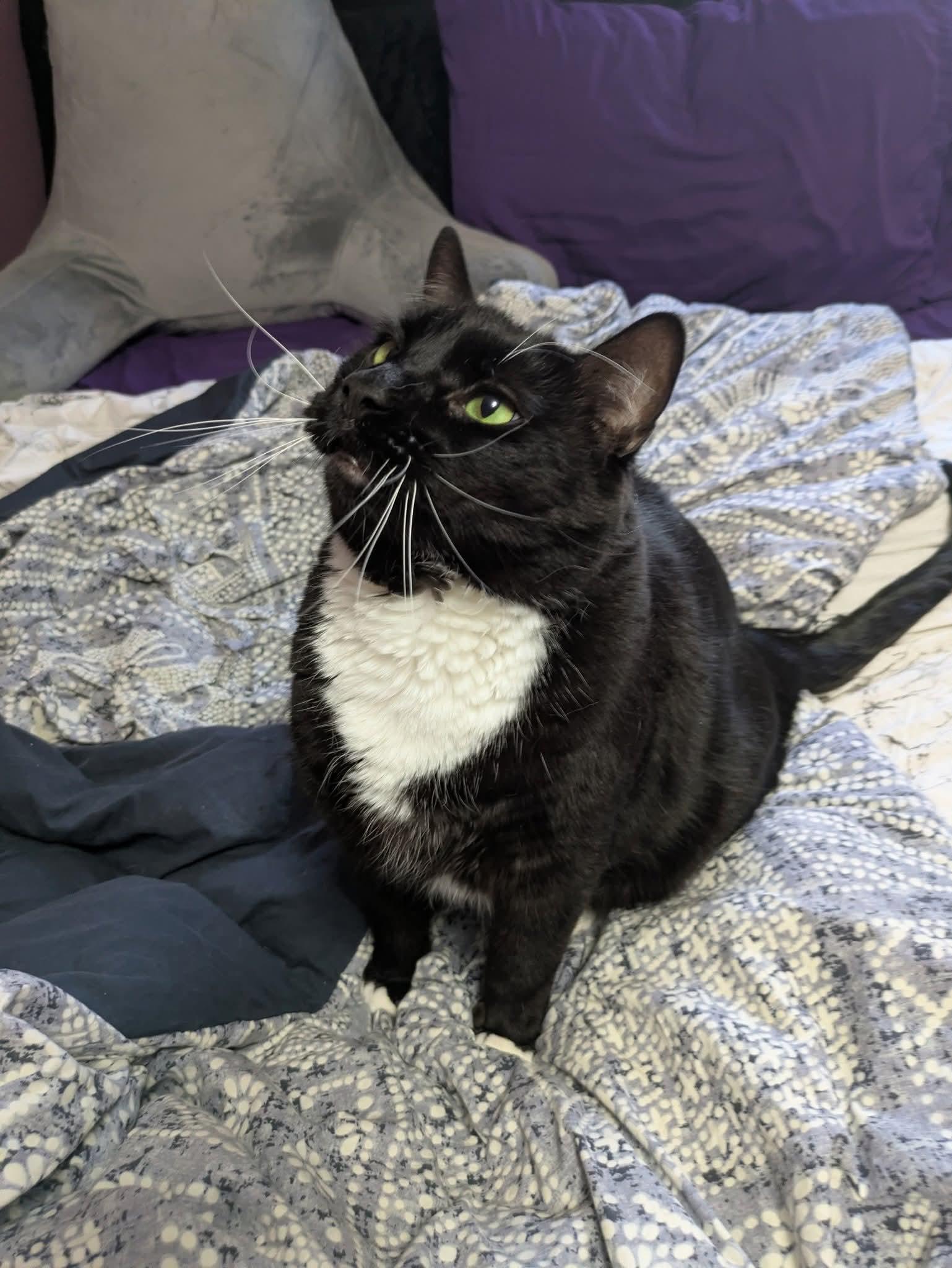 James Bond, Adoptable, Adult Male Domestic Short Hair.