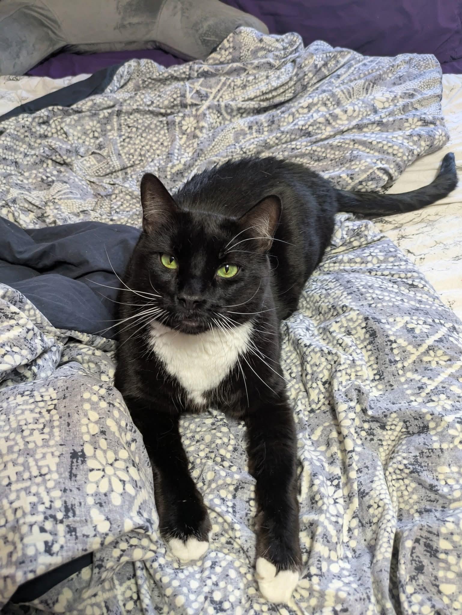 Enlarge James Bond, a Adoptable Domestic Short Hair in Carnegie, PA image 3/6