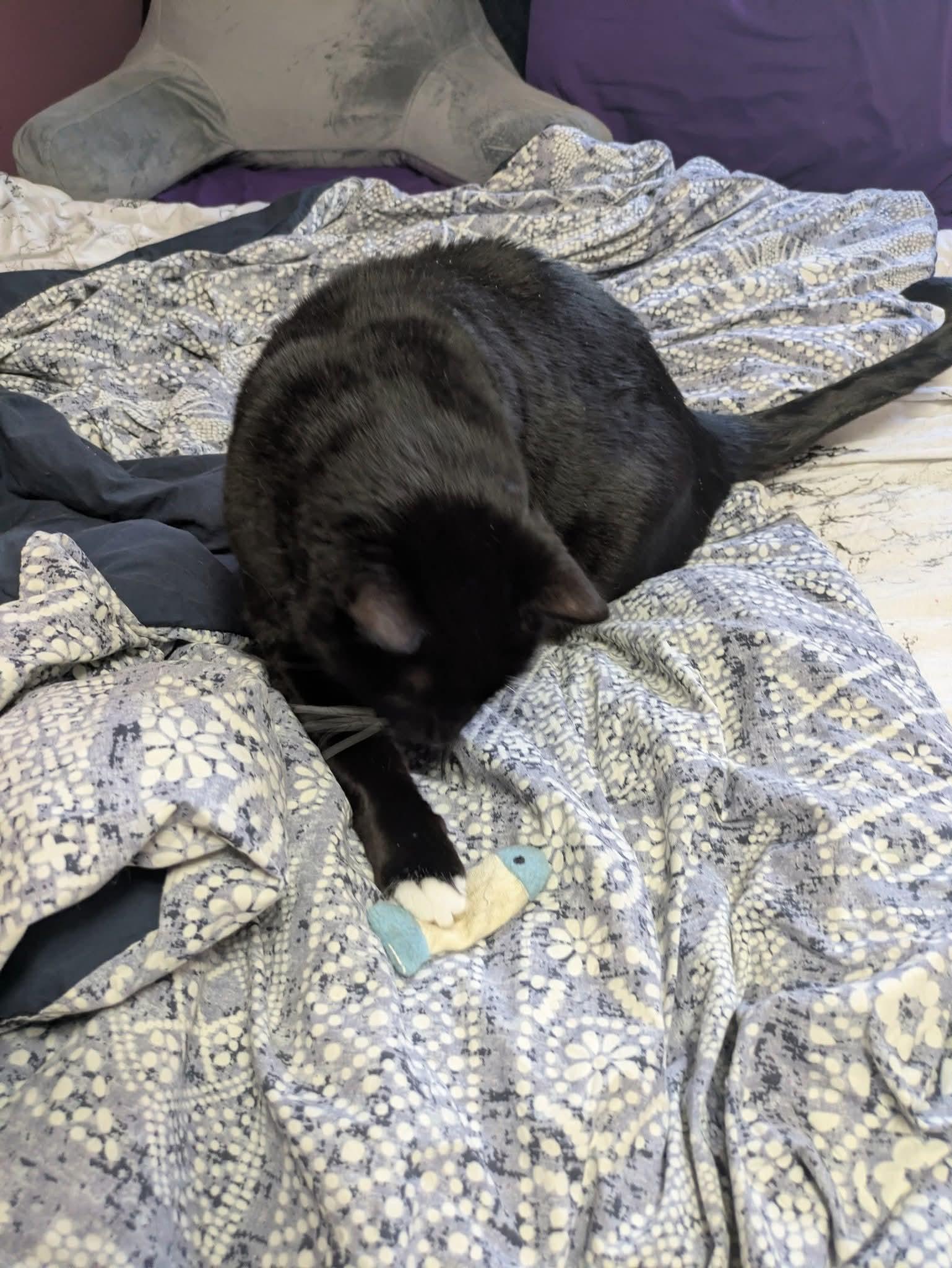 Enlarge James Bond, a Adoptable Domestic Short Hair in Carnegie, PA image 4/6