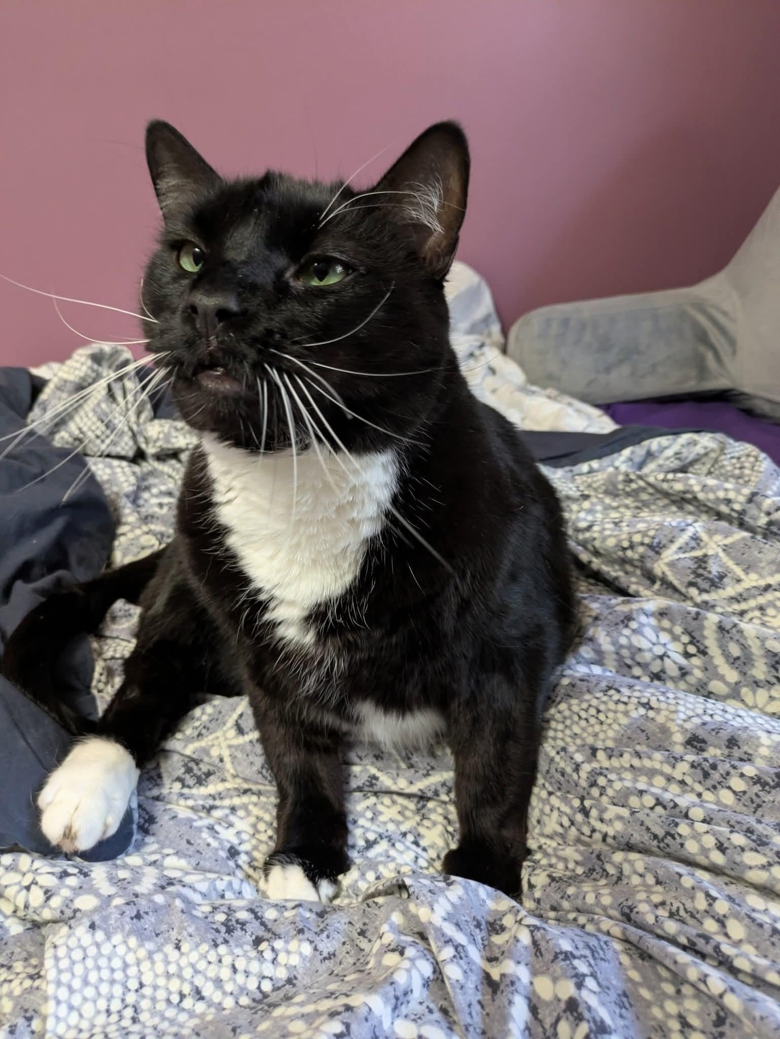 Enlarge James Bond, a Adoptable Domestic Short Hair in Carnegie, PA image 5/6