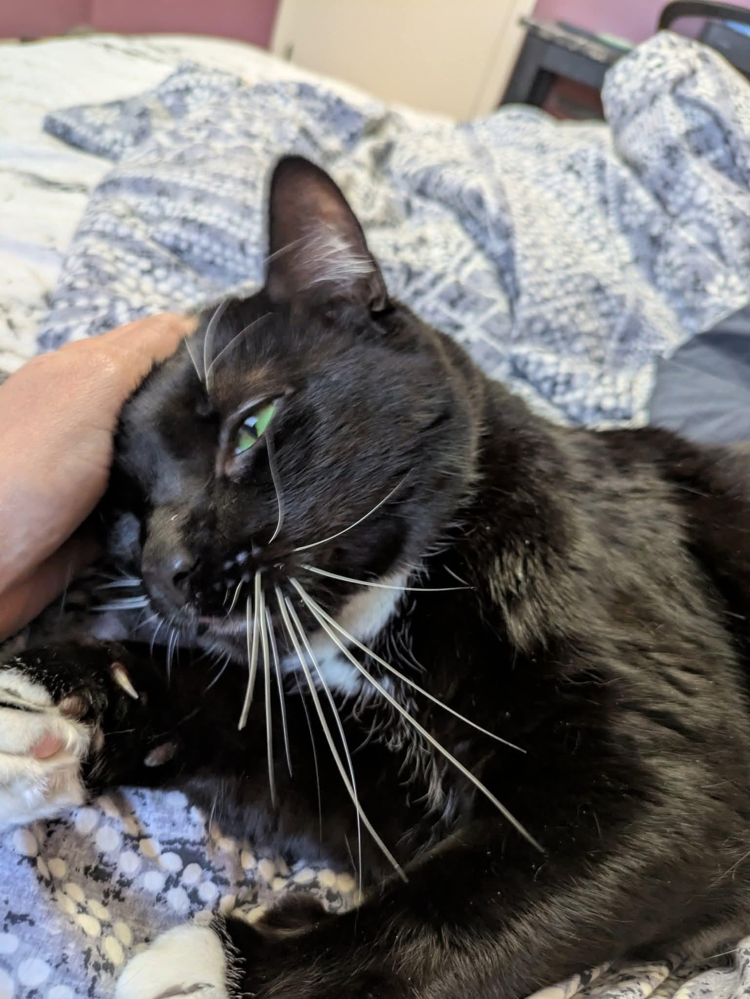 Enlarge James Bond, a Adoptable Domestic Short Hair in Carnegie, PA image 6/6