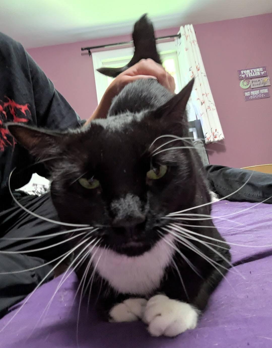 James Bond, an adoptable Domestic Short Hair in Carnegie, PA, 15106 | Photo Image 2