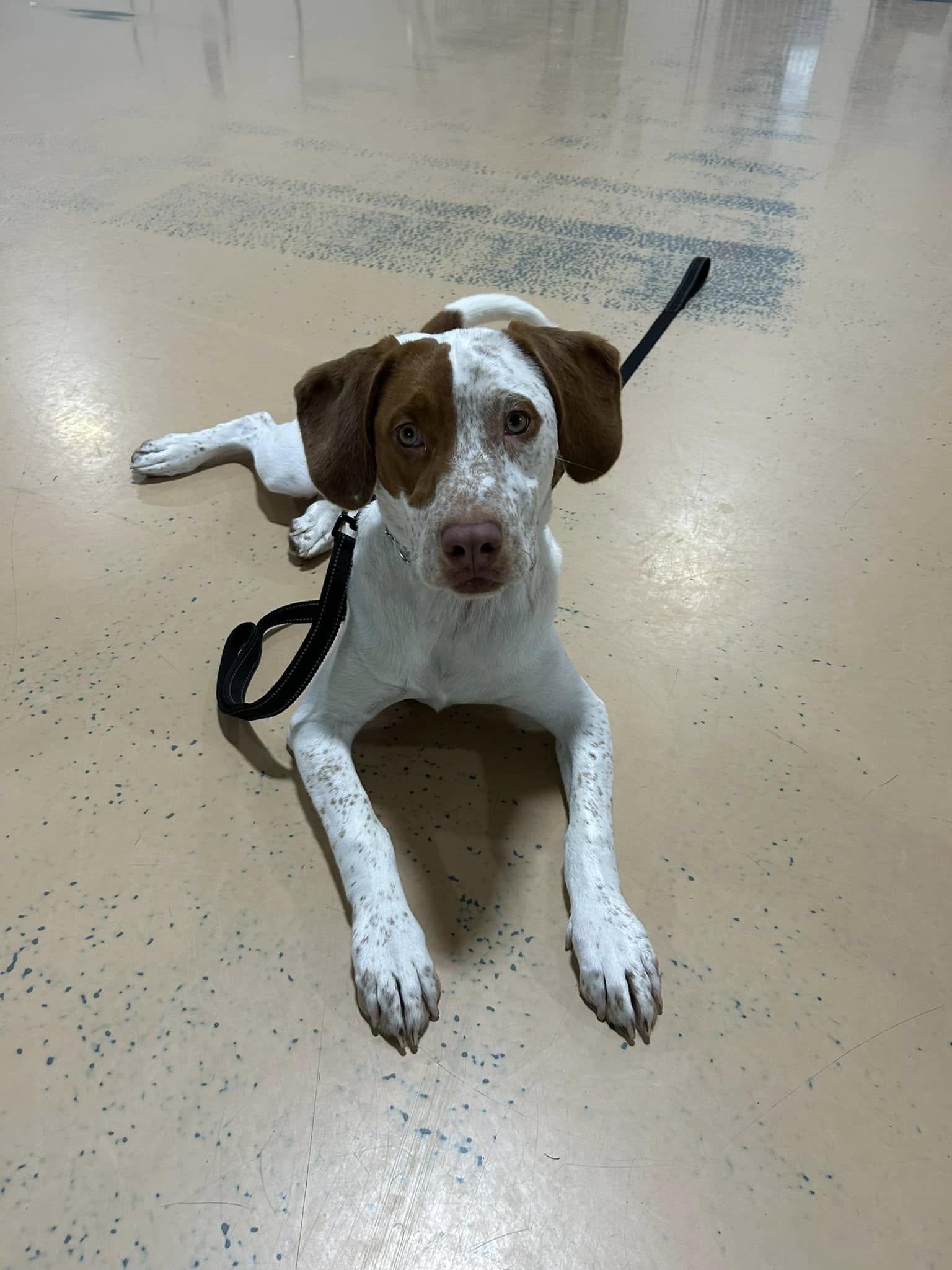 Enlarge Teddy, a Adoptable mixed breed in Pembroke, MA image 3/3
