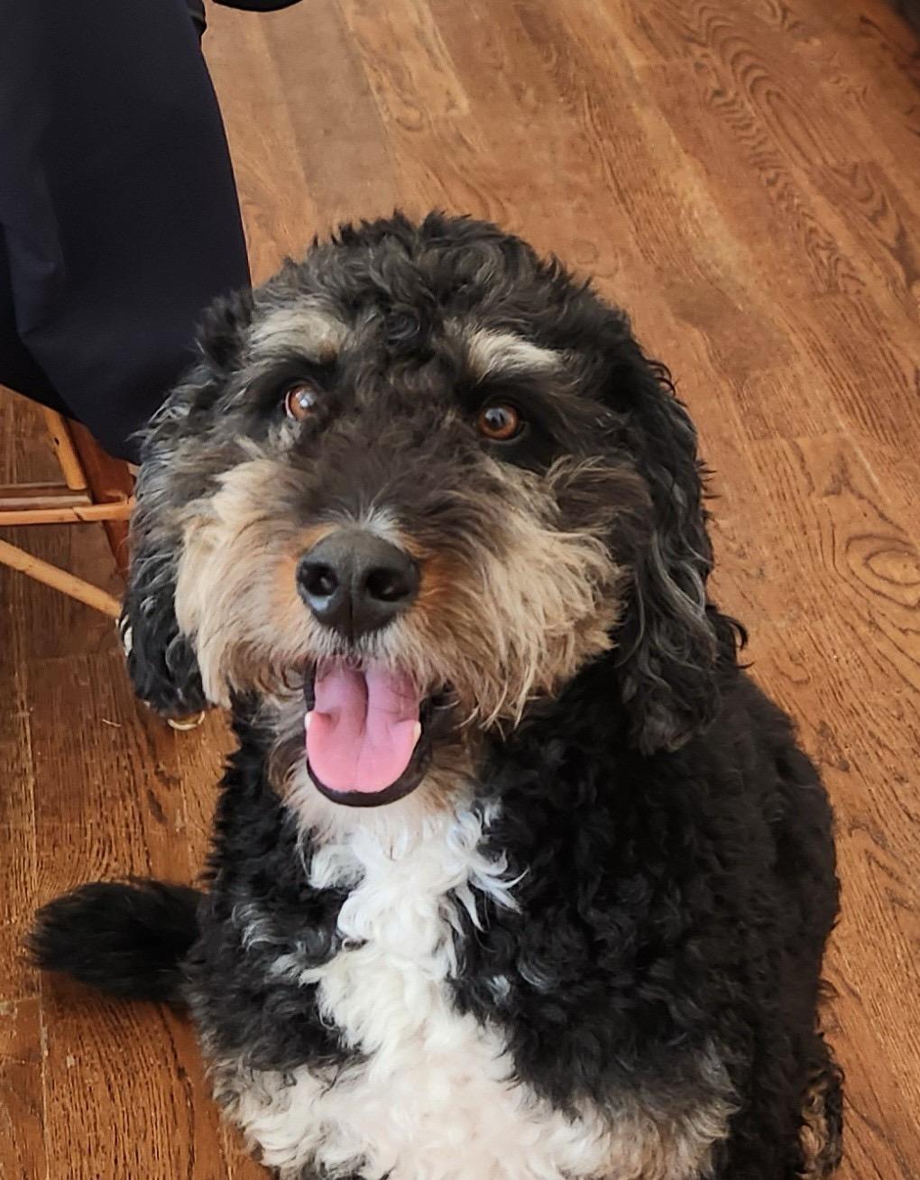 Enlarge Monty, a Adoptable Bernadoodle in New Canaan, CT image 1/1