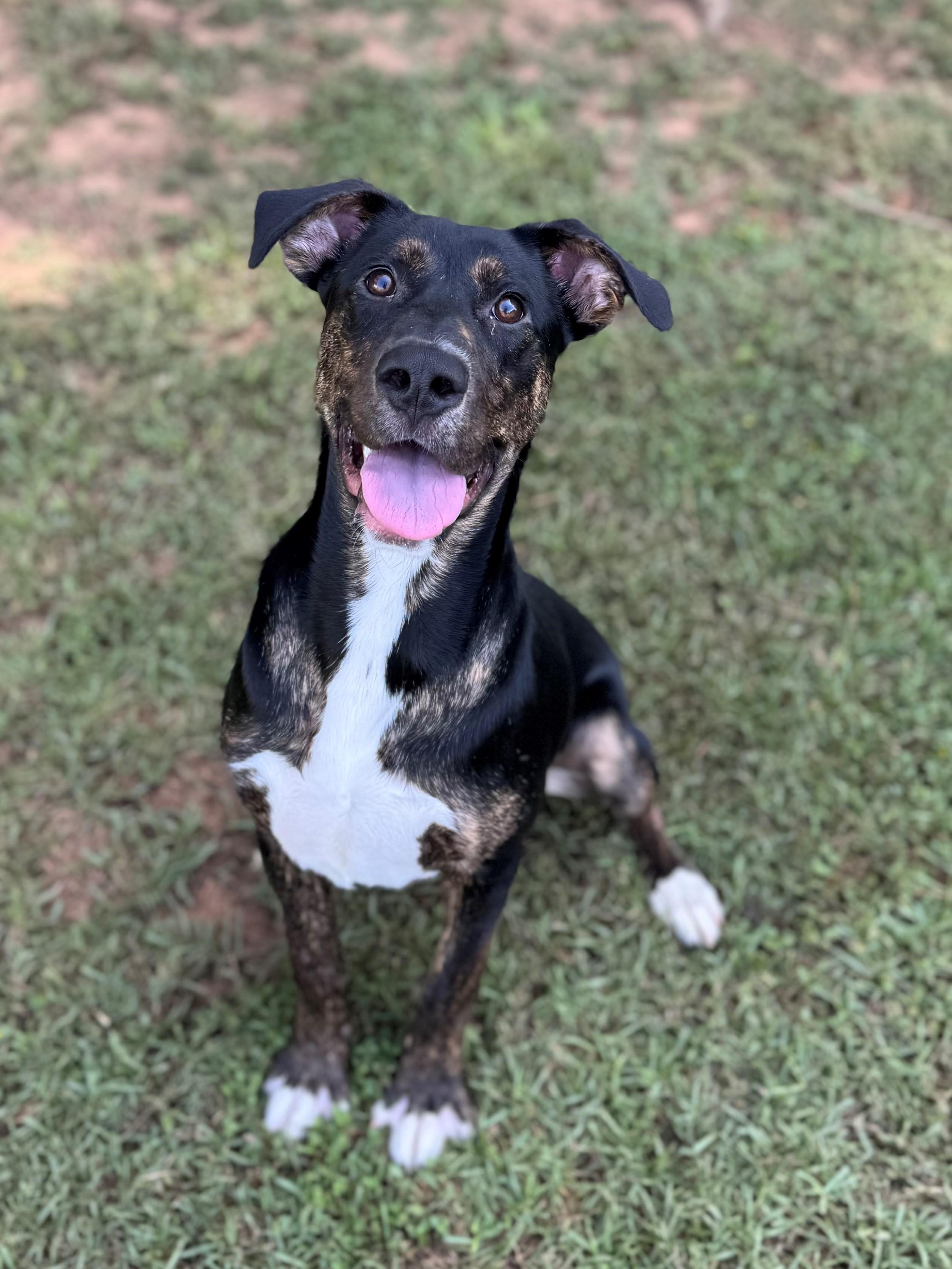 George, an adoptable Hound Mix in Summerdale, AL_image-1