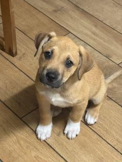 Enlarge Hank, a Adopted mixed breed in Bradenton, FL image 2/4