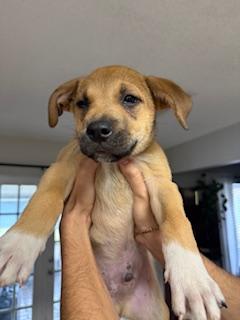 Enlarge Hank, a Adopted mixed breed in Bradenton, FL image 4/4