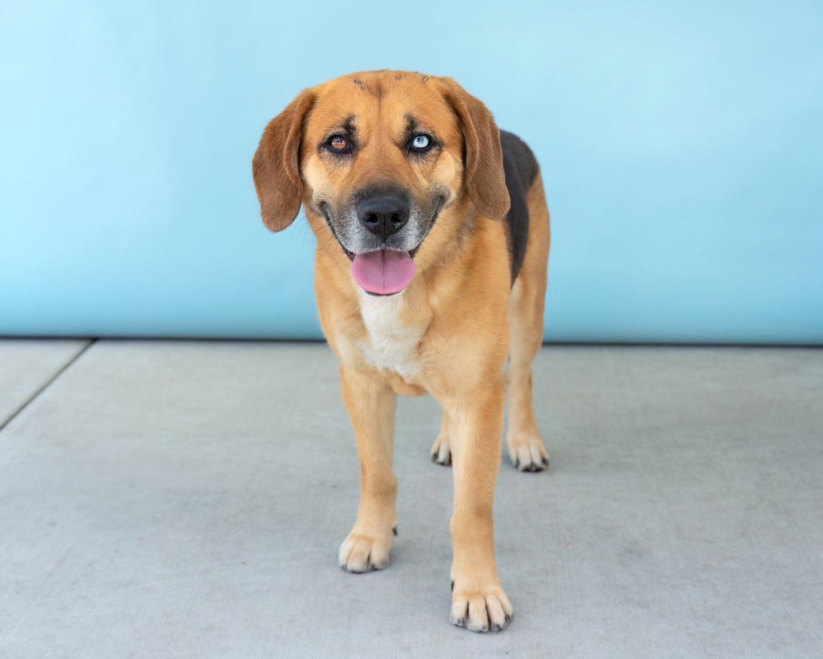 MAX, Adoptable, Adult Male Beagle & Shepherd.