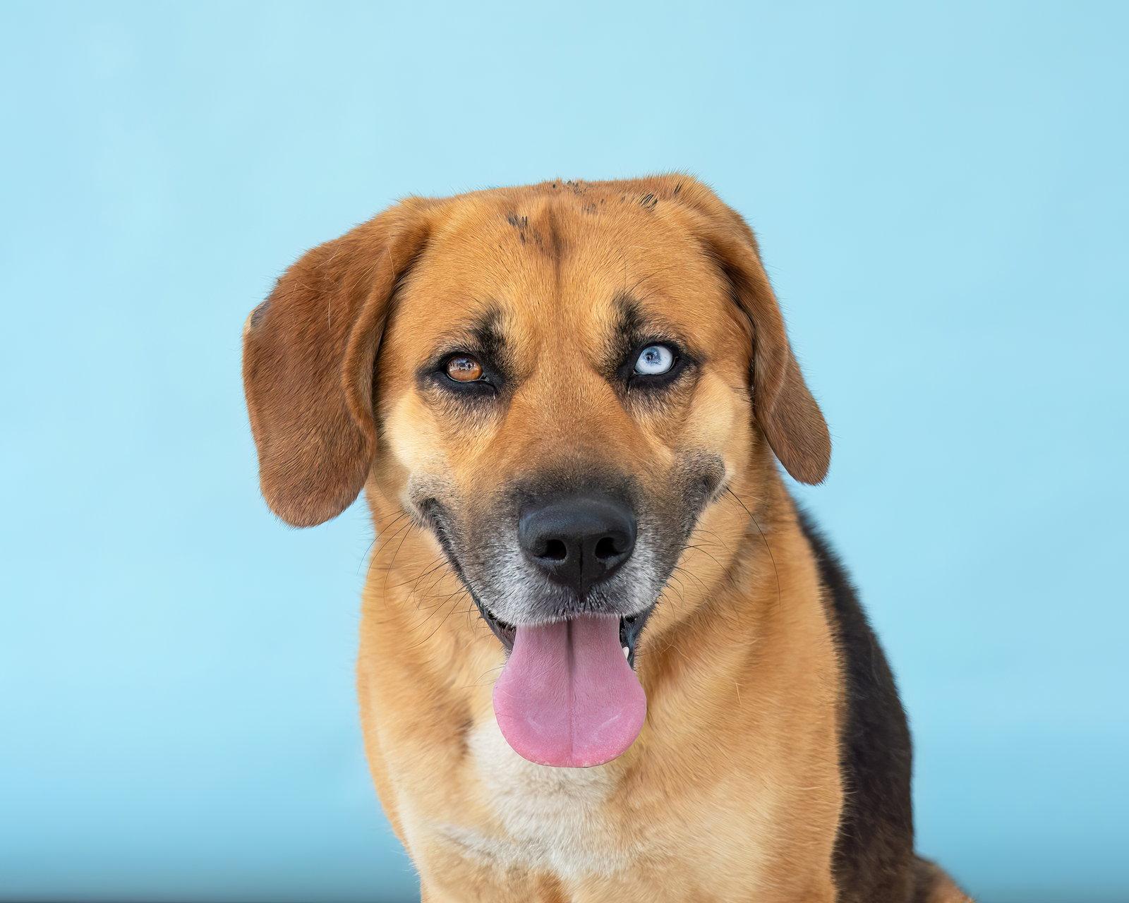 MAX, a Adoptable mixed breed in Pasadena, CA image 2/3