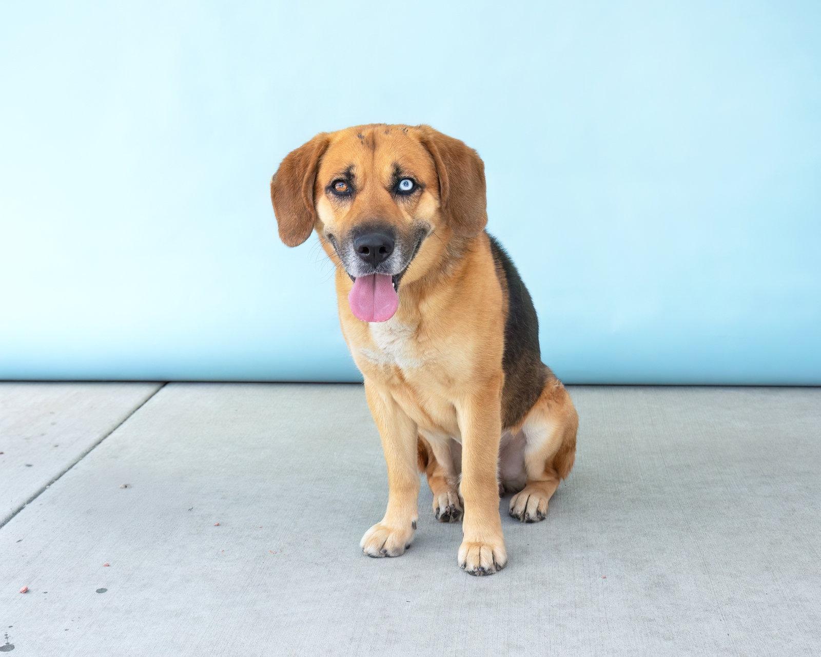 MAX, a Adoptable mixed breed in Pasadena, CA image 3/3