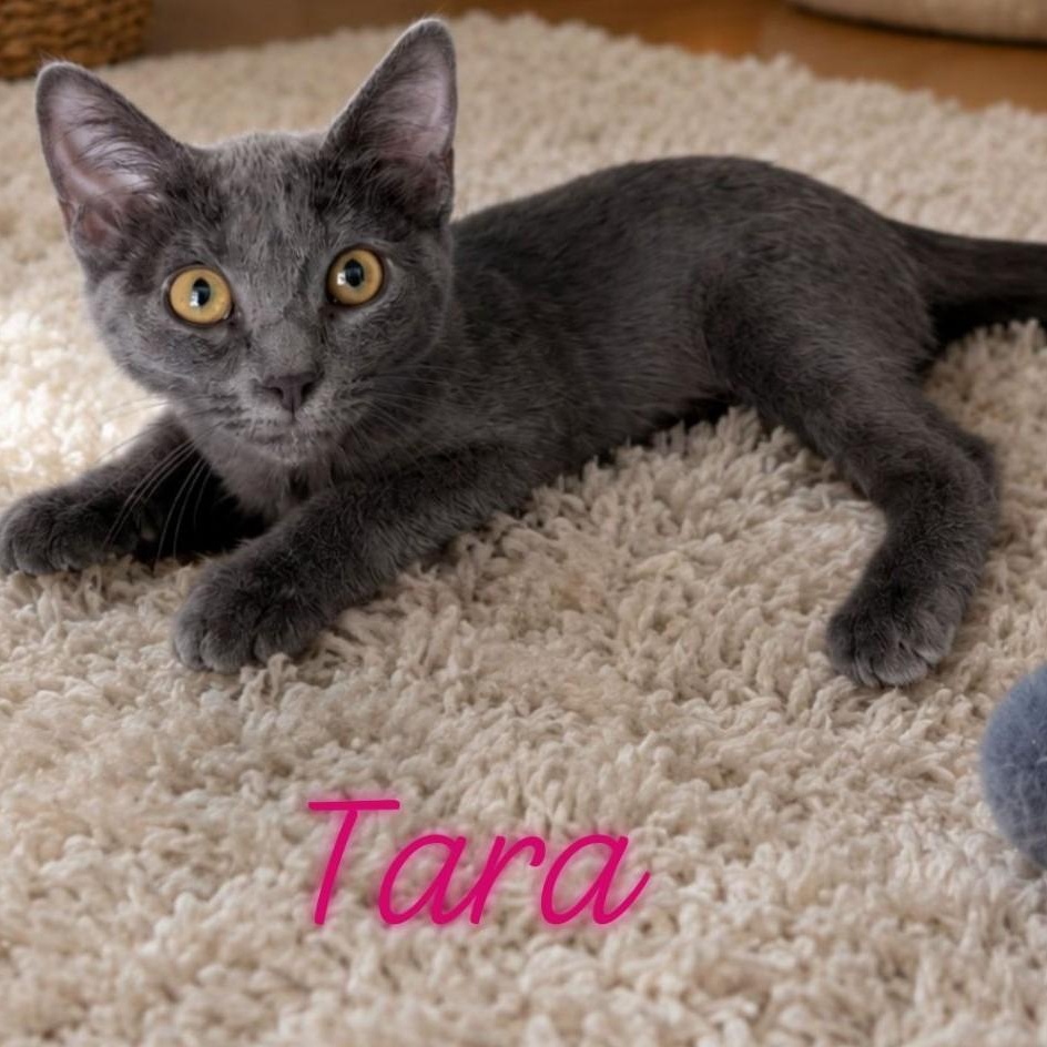 Enlarge Tara, an adopted mixed breed in Mabank, TX image 1/1