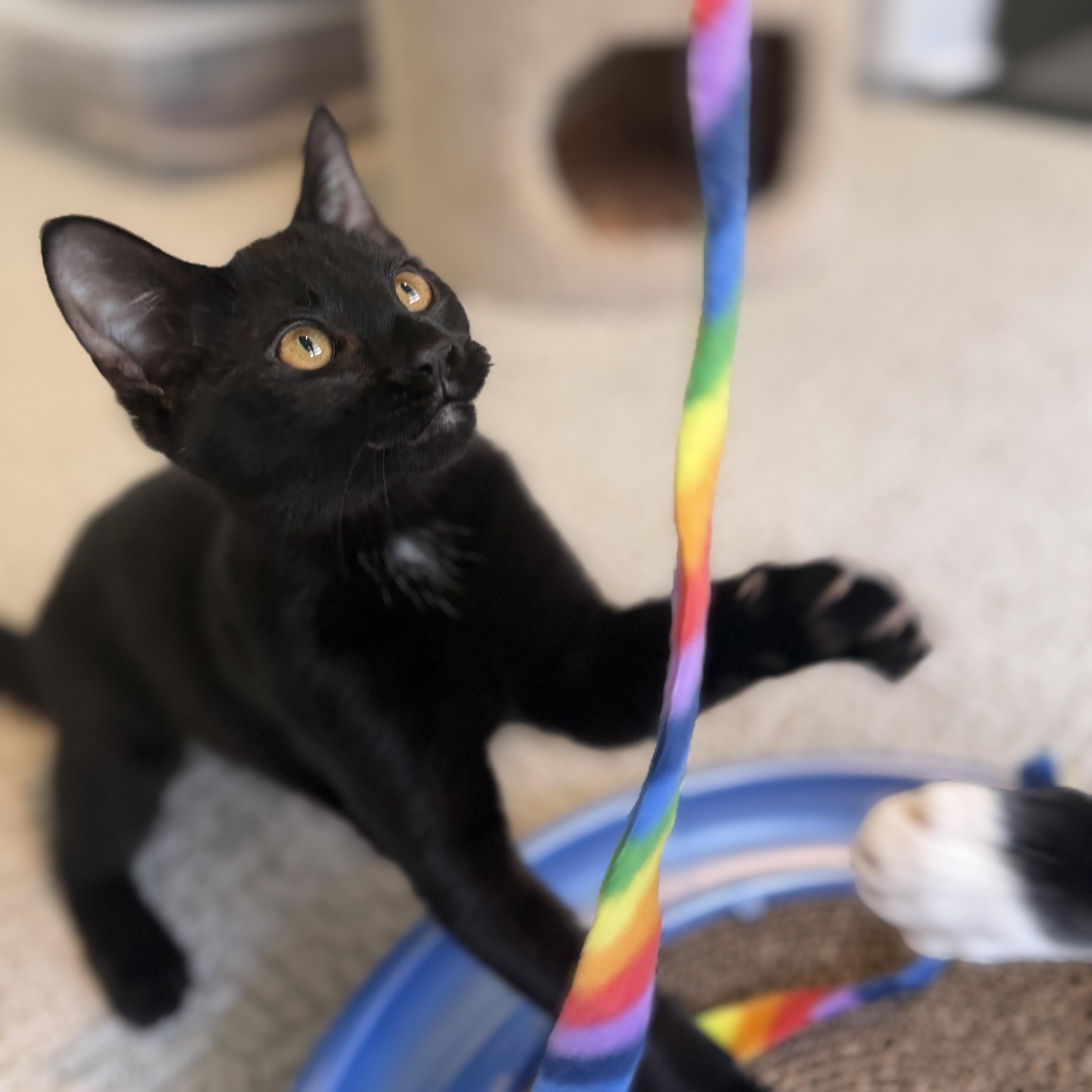 Daisy, a ADOPTABLE Domestic Short Hair in Sewell, NJ image 5/6