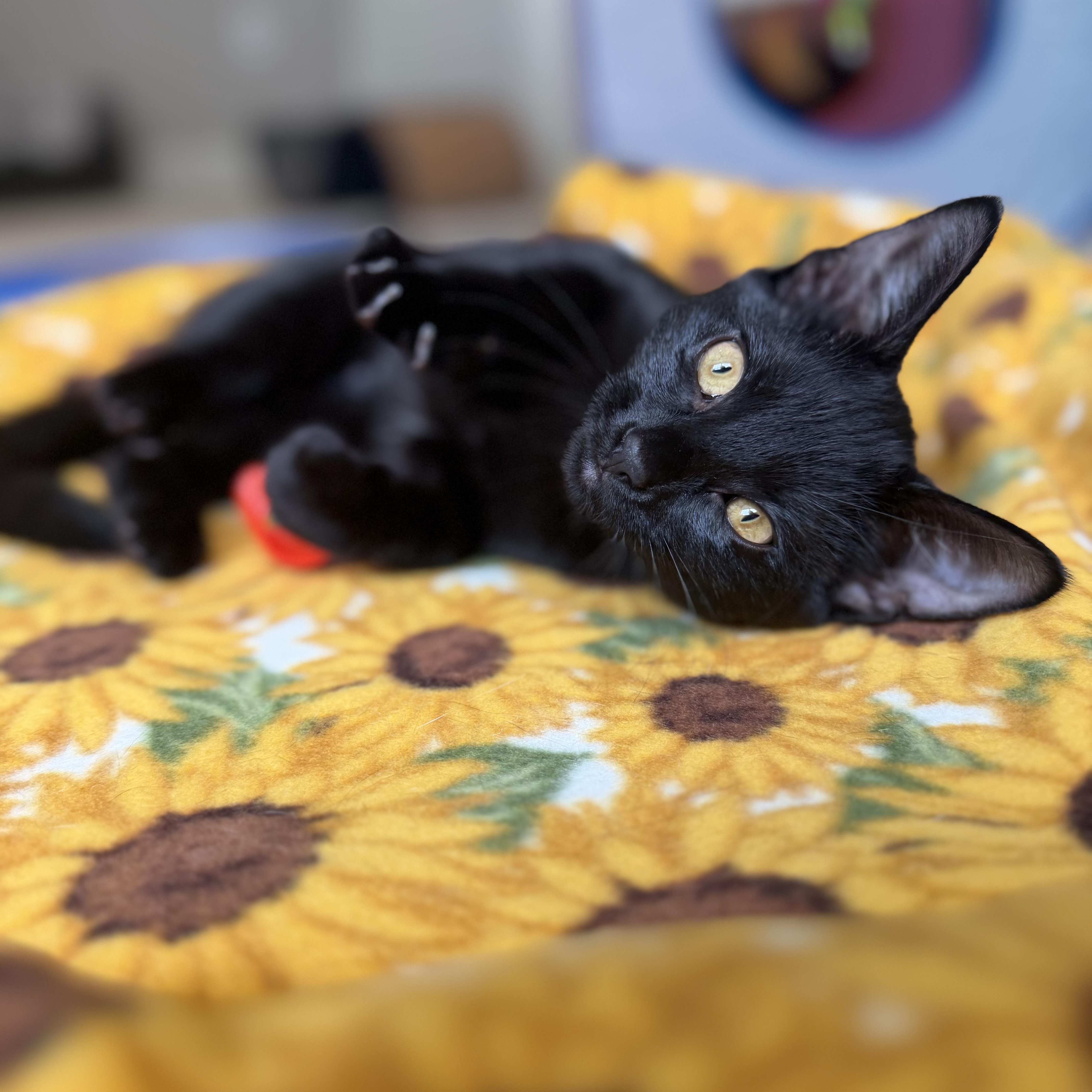 Daisy, a ADOPTABLE Domestic Short Hair in Sewell, NJ image 3/6