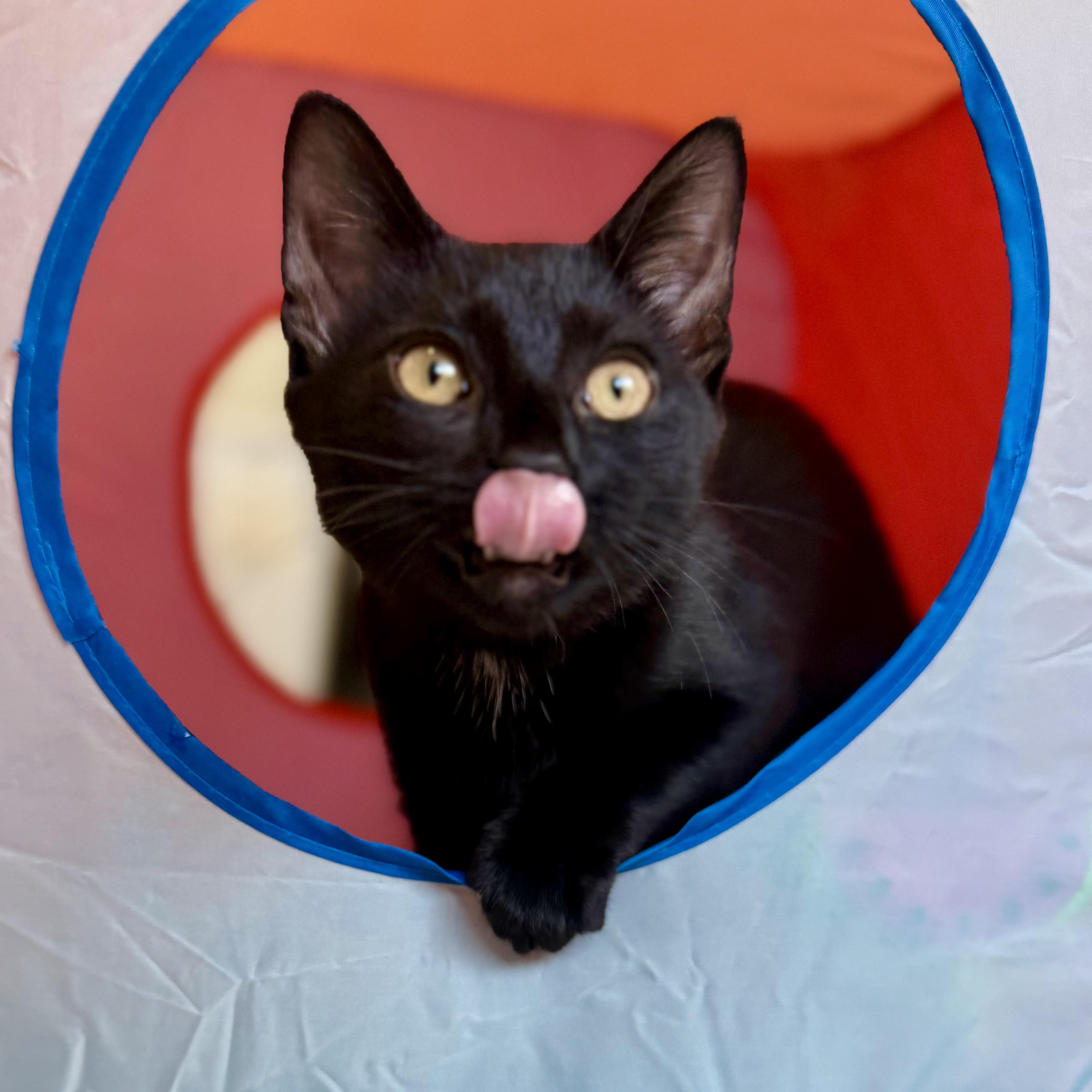 Daisy, a ADOPTABLE Domestic Short Hair in Sewell, NJ image 4/6