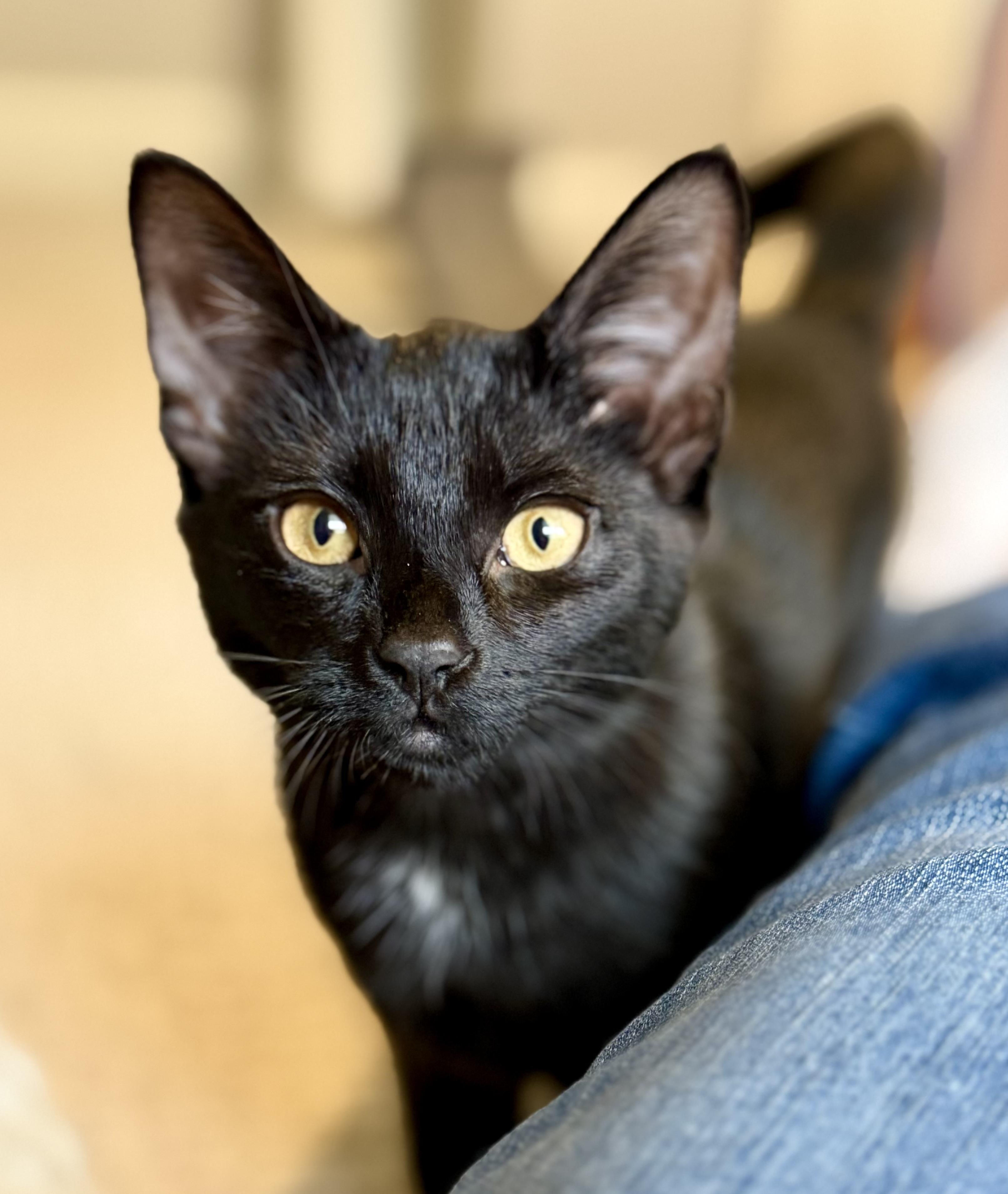 Daisy, a ADOPTABLE Domestic Short Hair in Sewell, NJ image 2/6