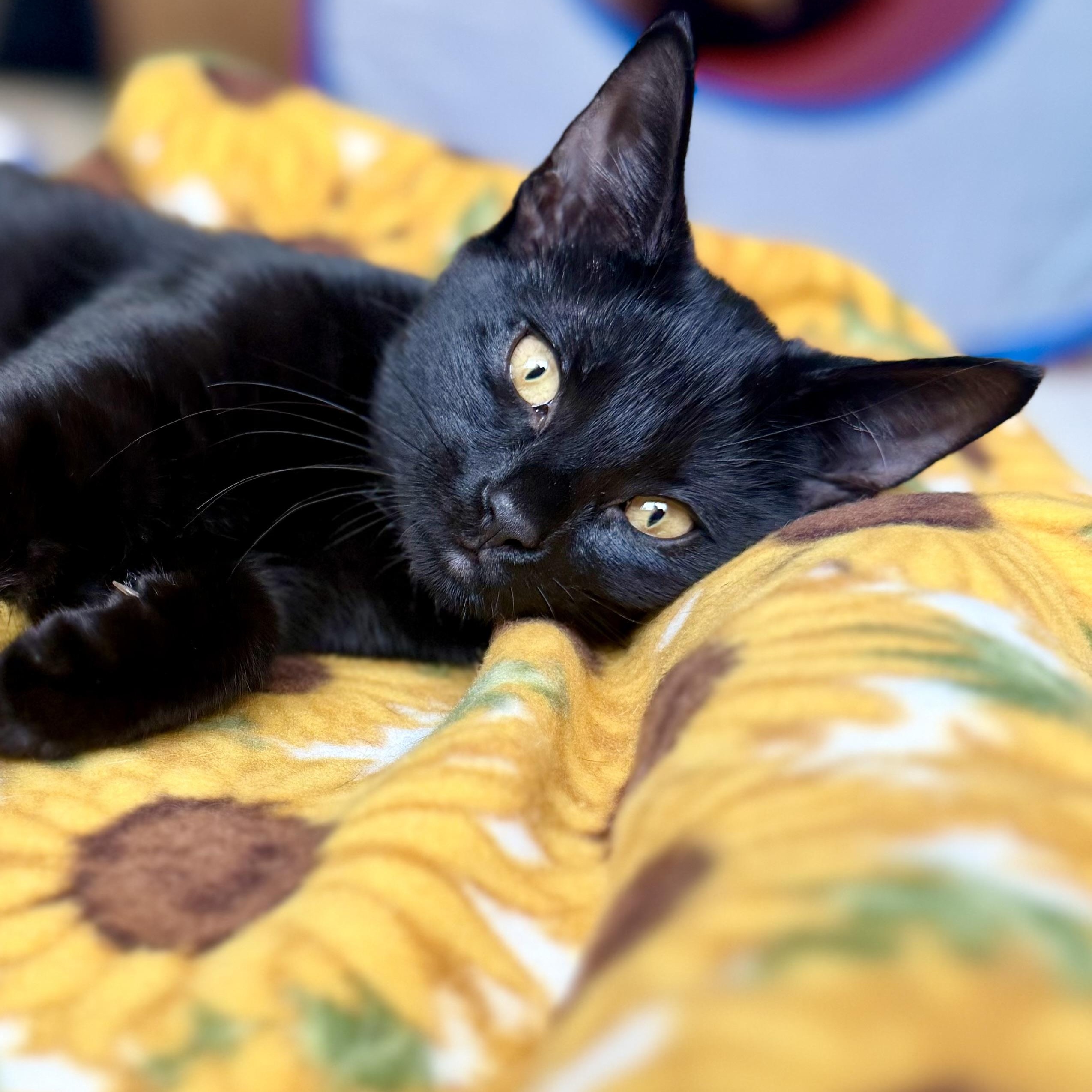 Daisy, a ADOPTABLE Domestic Short Hair in Sewell, NJ image 1/6