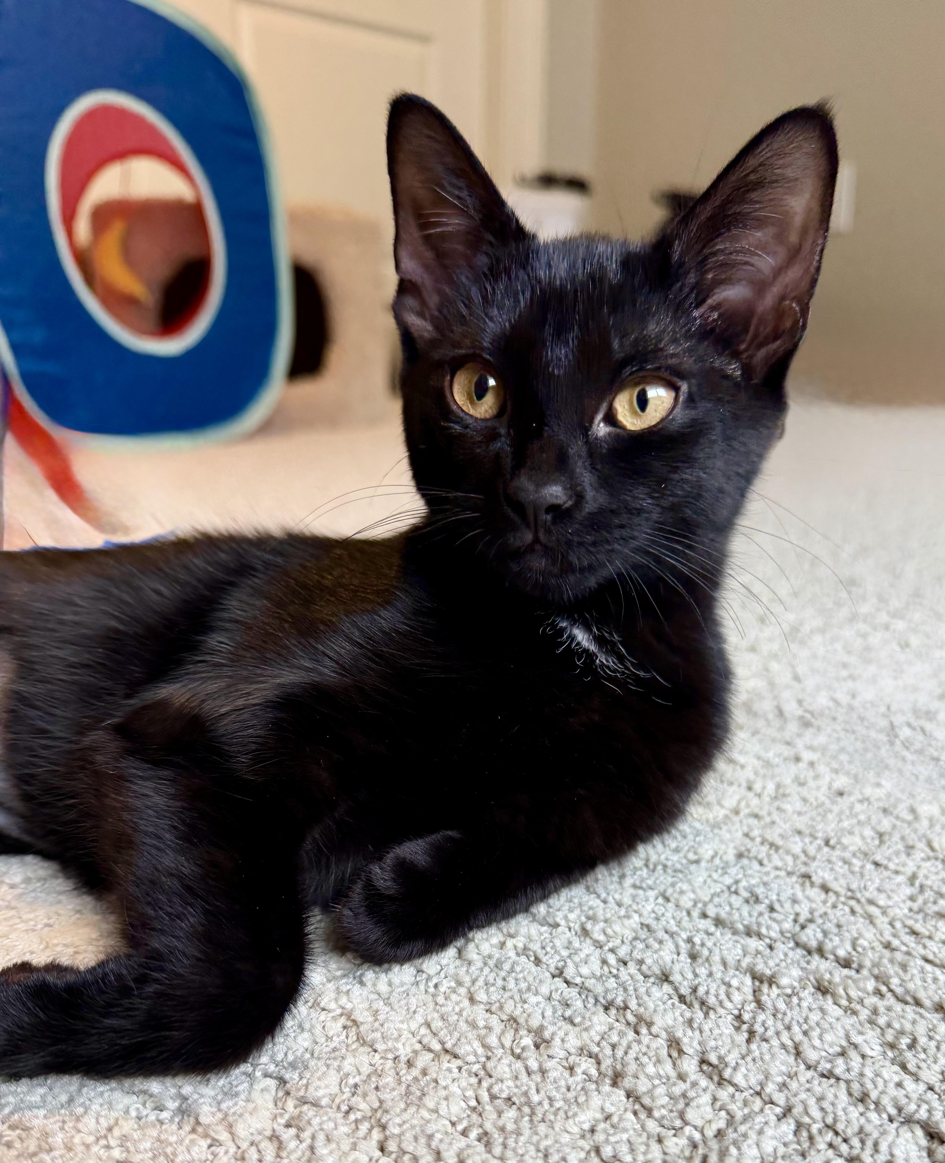 Daisy, a ADOPTABLE Domestic Short Hair in Sewell, NJ image 6/6