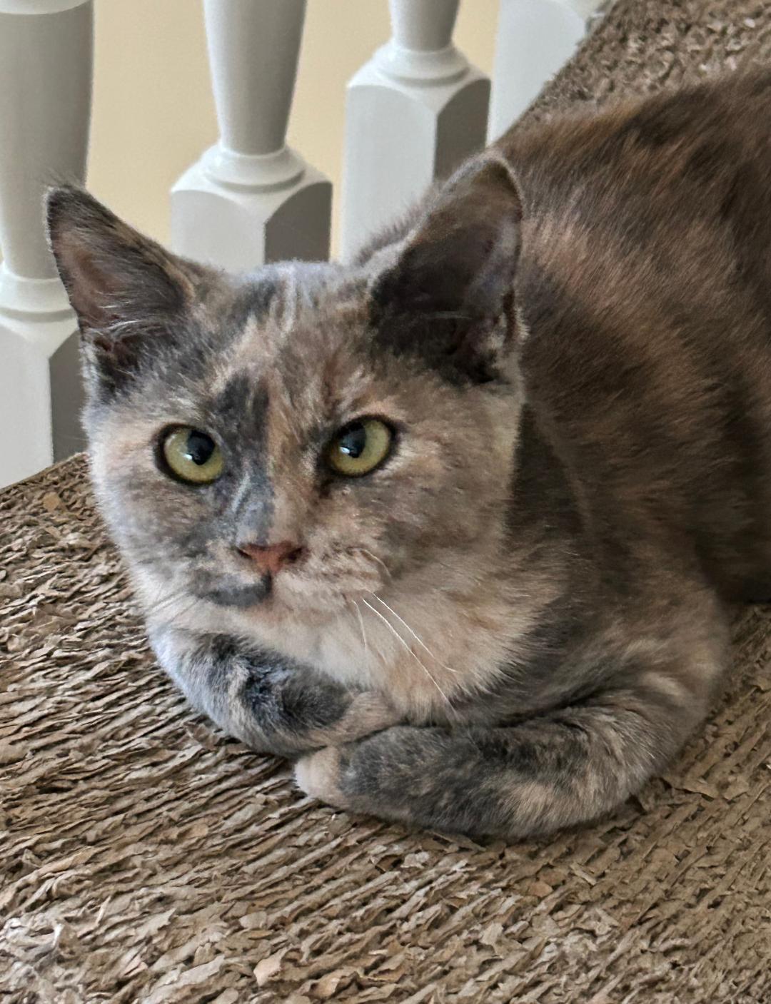 Enlarge Chrissy Crossy, a ADOPTABLE Domestic Short Hair in Reynoldsburg, OH image 1/1