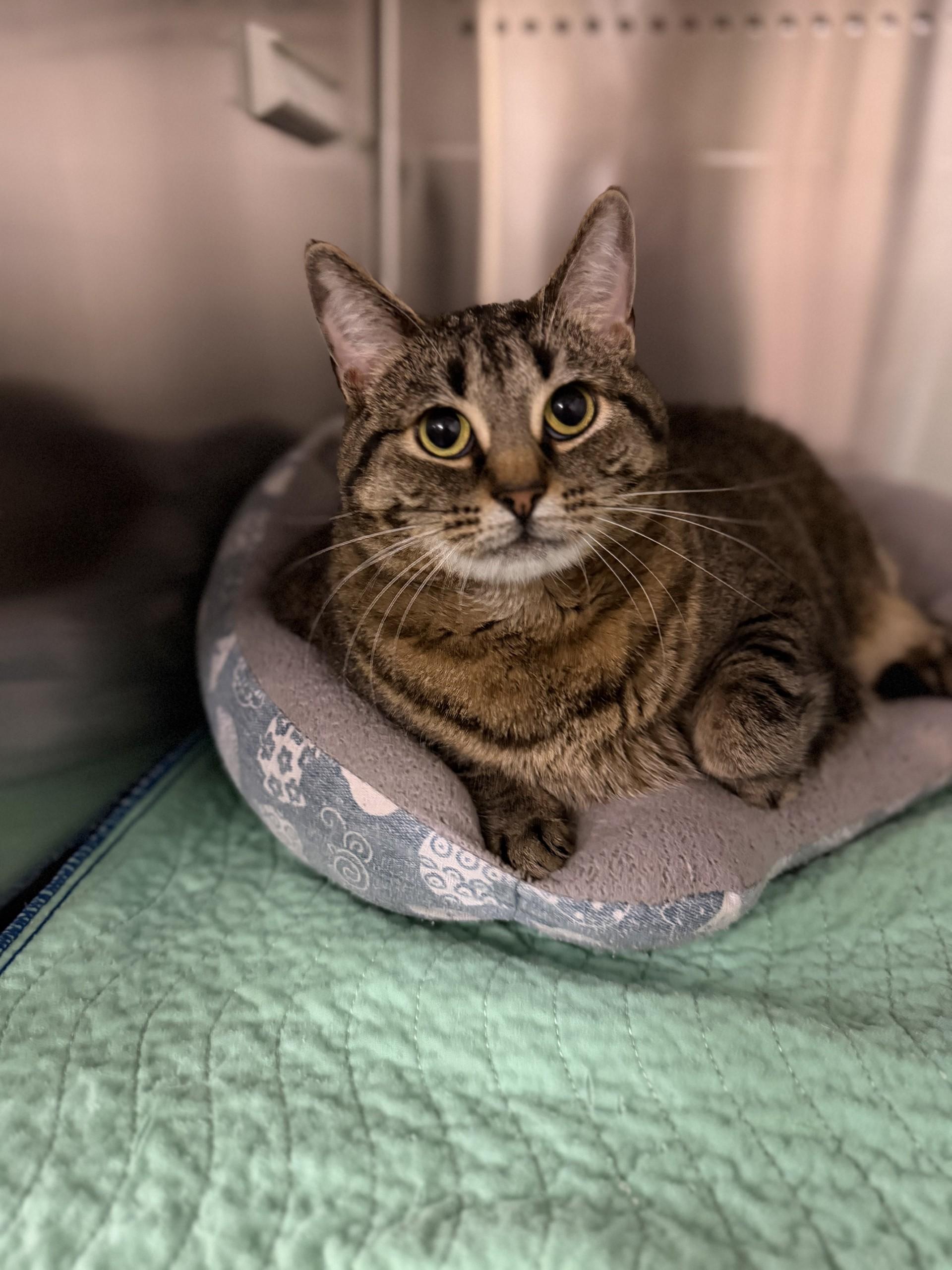 Missy, ADOPTABLE, Adult Female Domestic Short Hair.